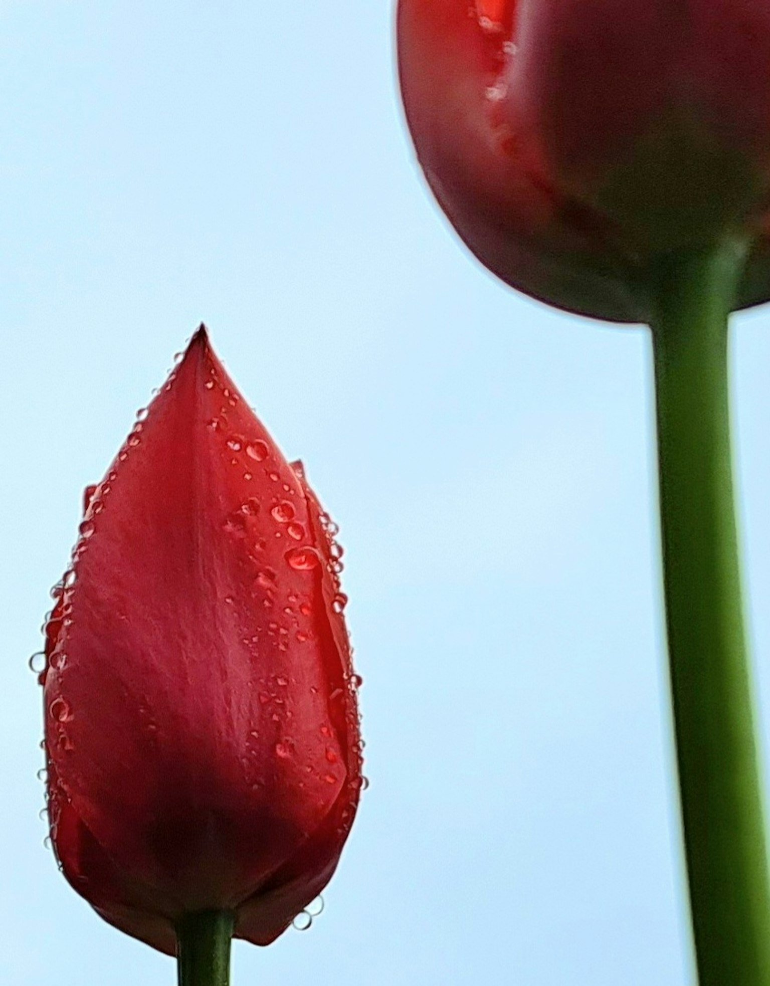 Red tulip bud with water droplets against a blue sky