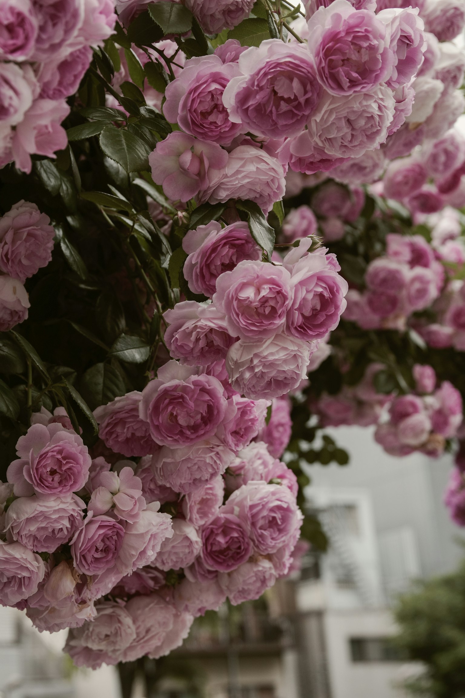 Close-up bunga mawar pink yang mekar dengan kelopak lembut
