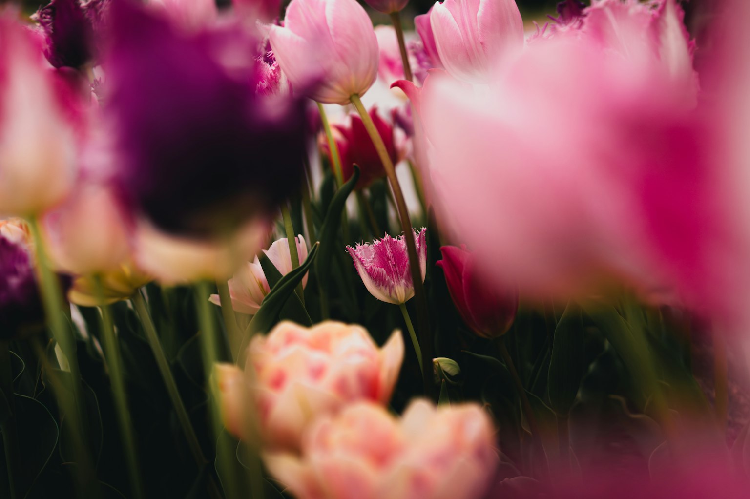 Colorful tulips captured with a blur effect