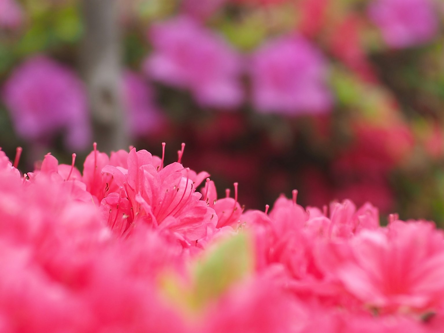 Lebendige pinke Azaleenblüten mit einem sanften lila Hintergrund