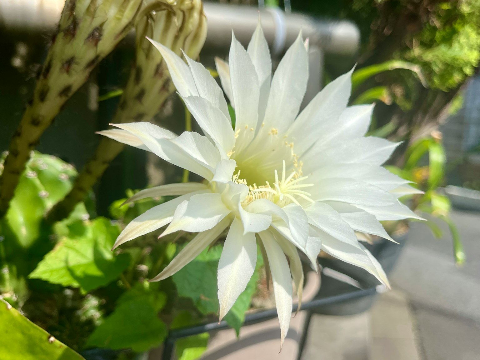 Acercamiento a una flor blanca en flor sobre una planta