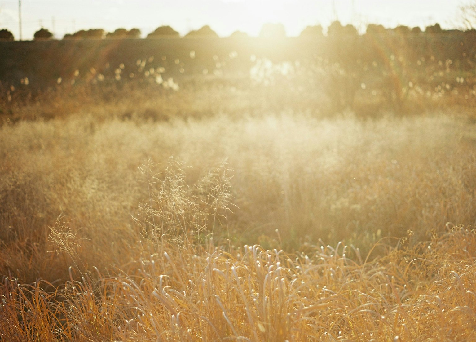 Serene grassland scene with golden sunlight shining