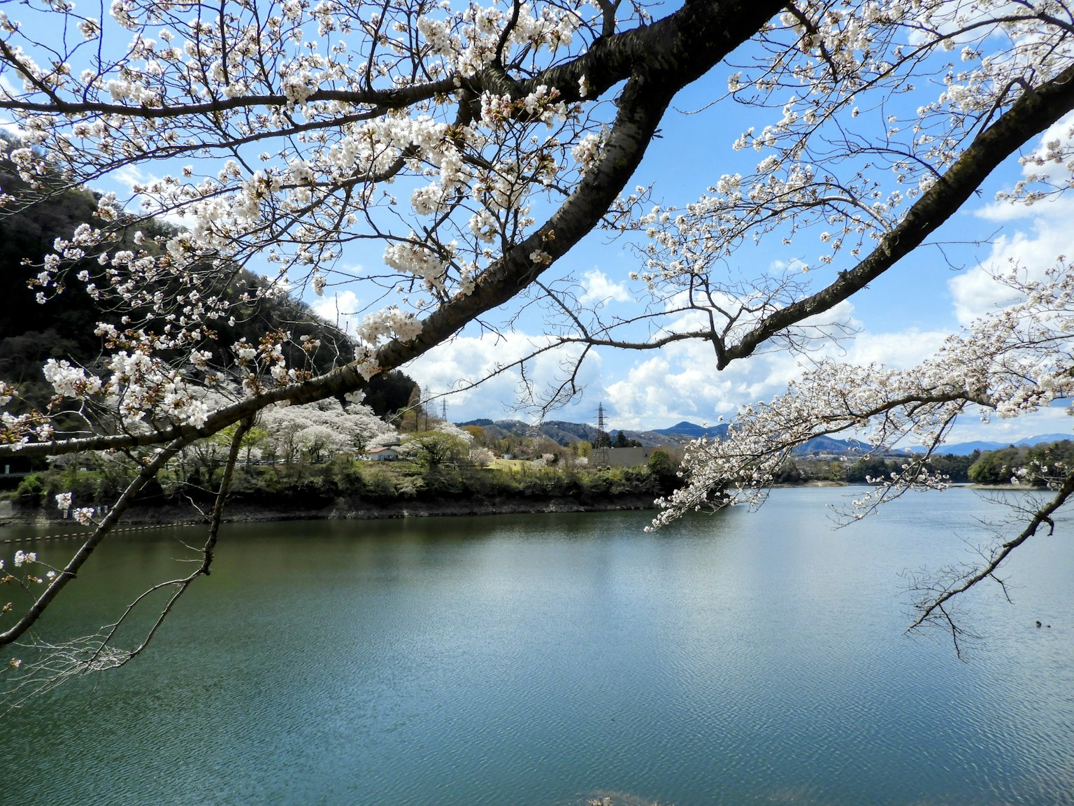 Branches d'un cerisier en fleurs au-dessus d'un lac serein sous un ciel bleu