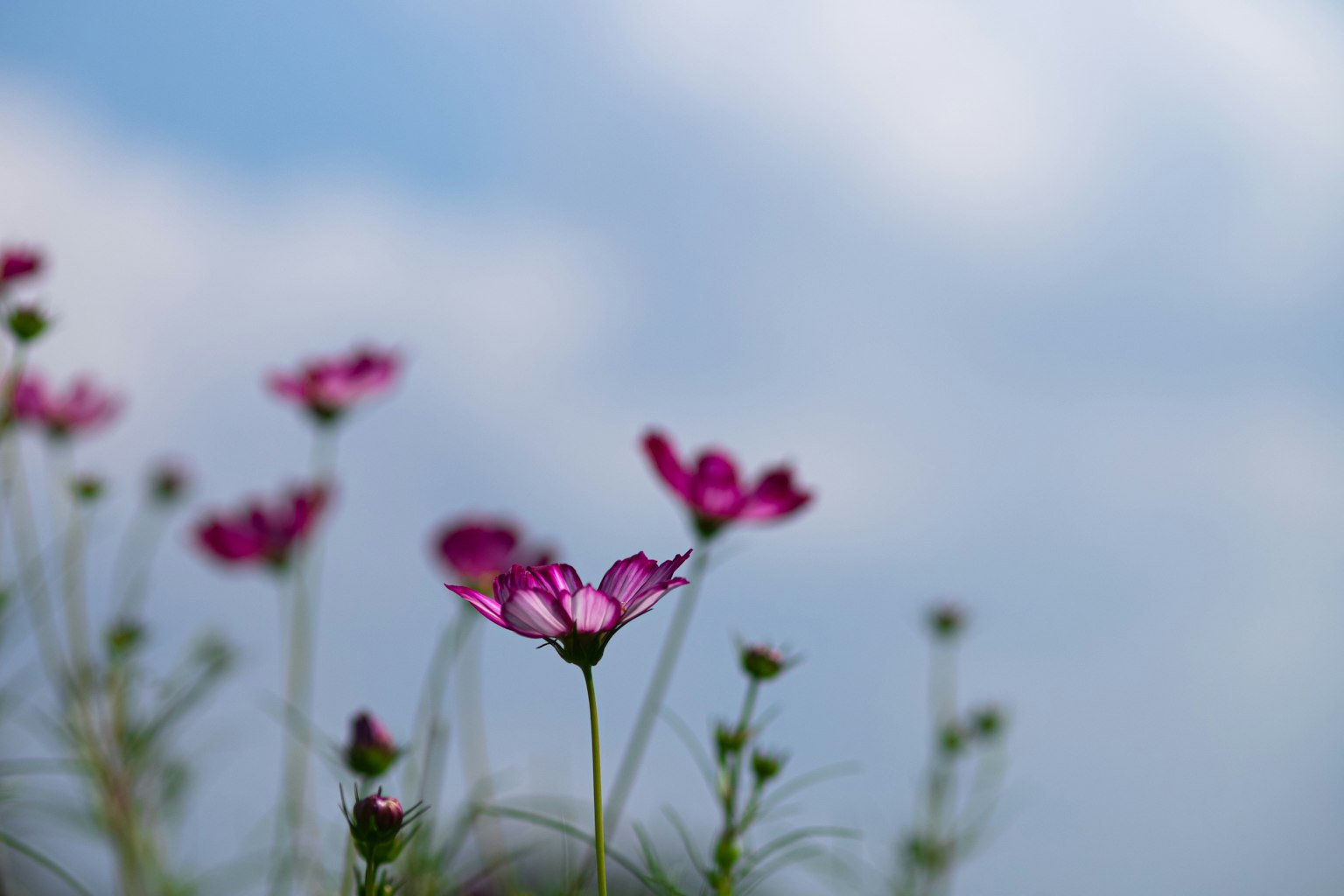 Primer plano de flores rosas bajo un cielo azul