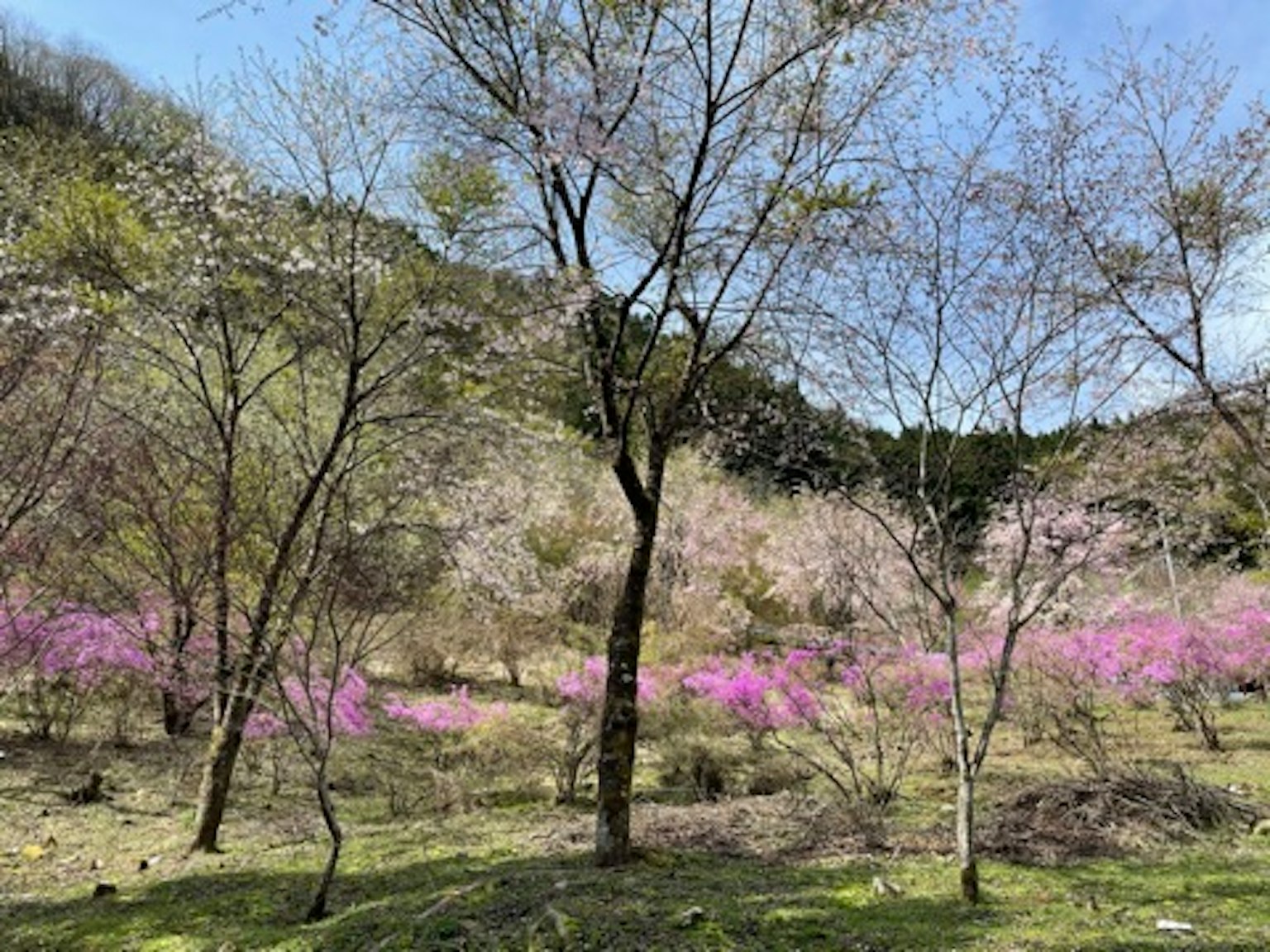ทิวทัศน์ฤดูใบไม้ผลิที่มีต้นซากุระบานและดอกไม้สีชมพูสดใส