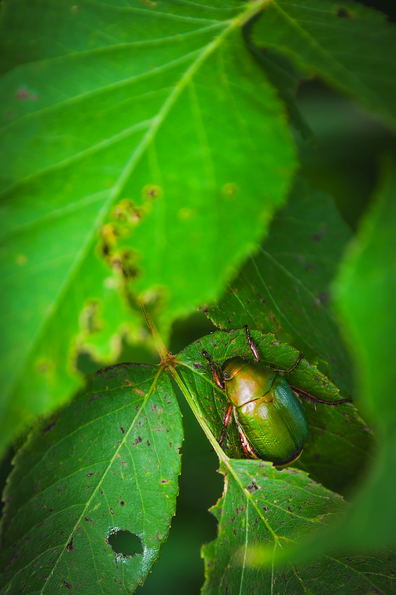 Green beetle hidden among green leaves