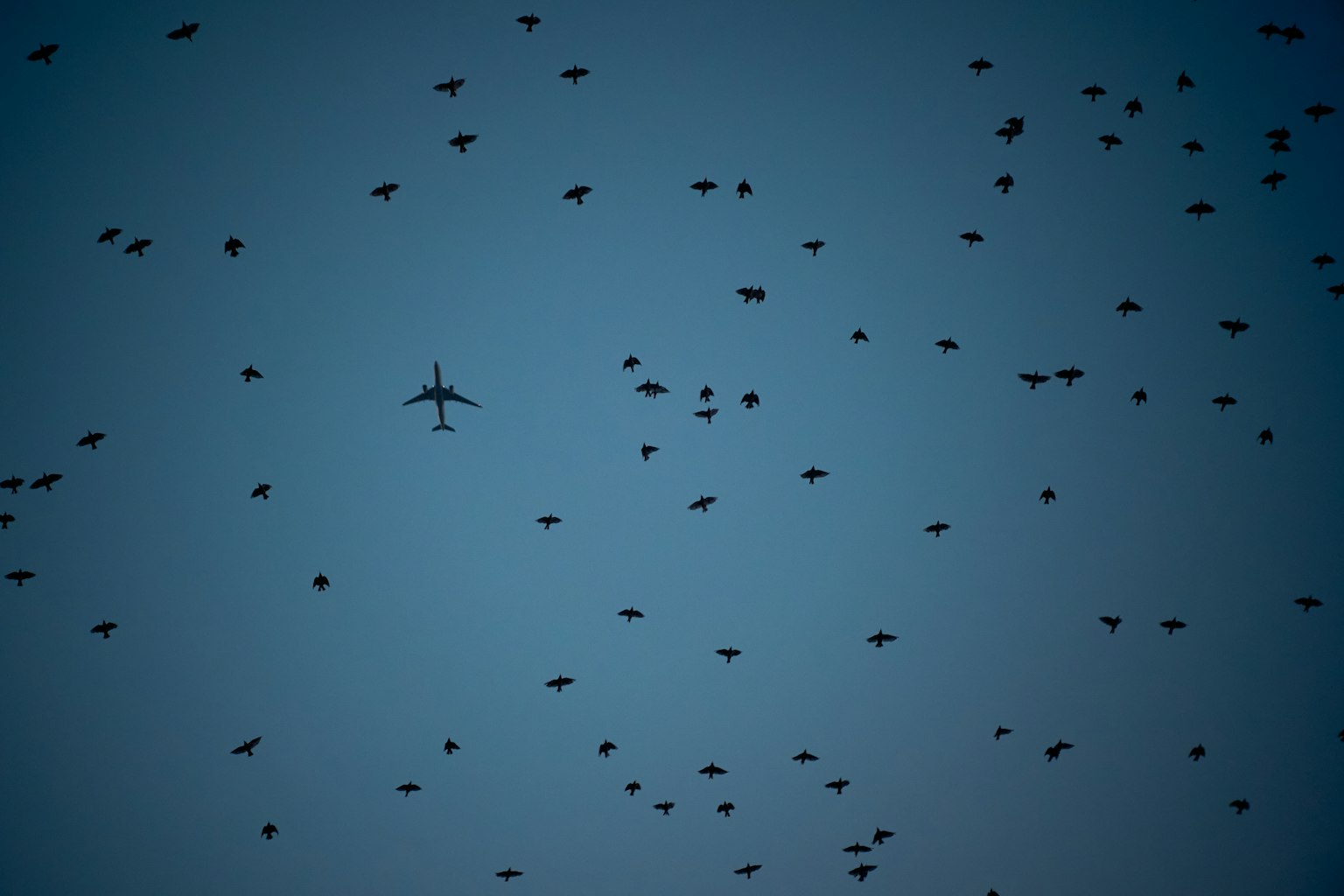 An airplane flying through a flock of birds in the sky