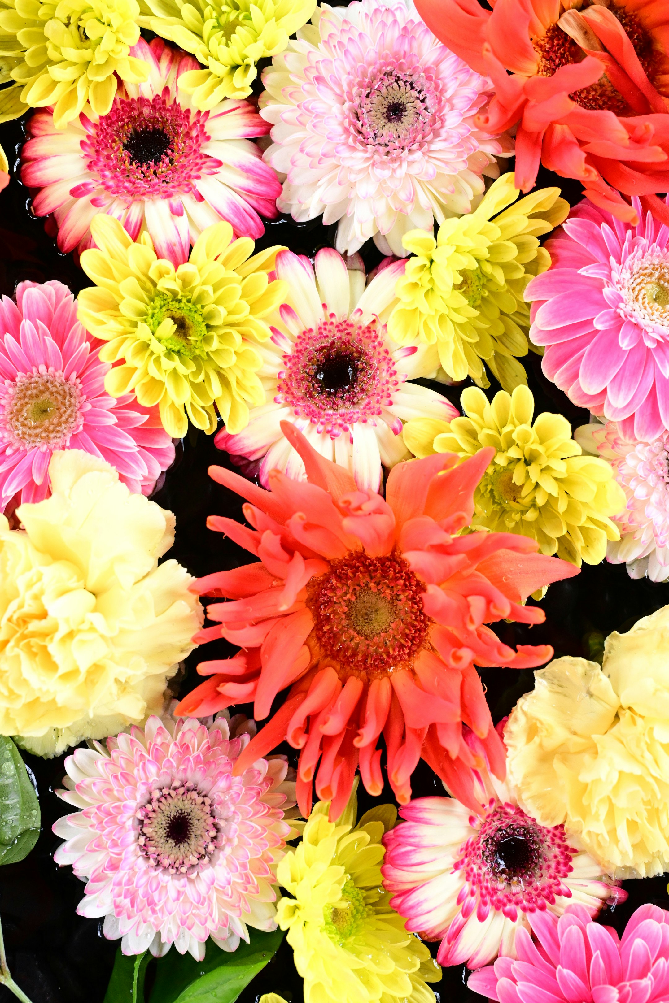色とりどりのガーベラと花の花束