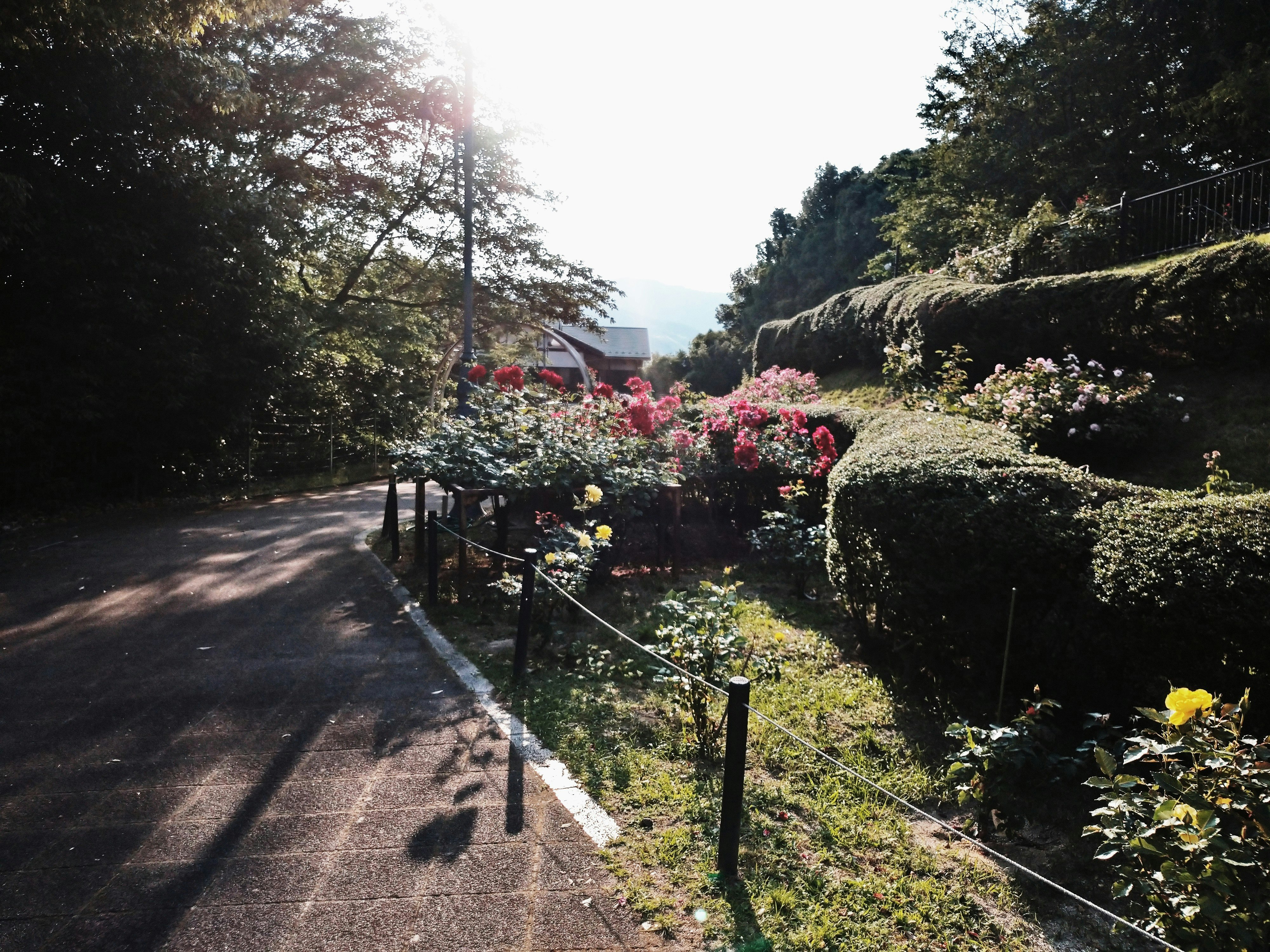 影のある小道と色とりどりのバラの花壇