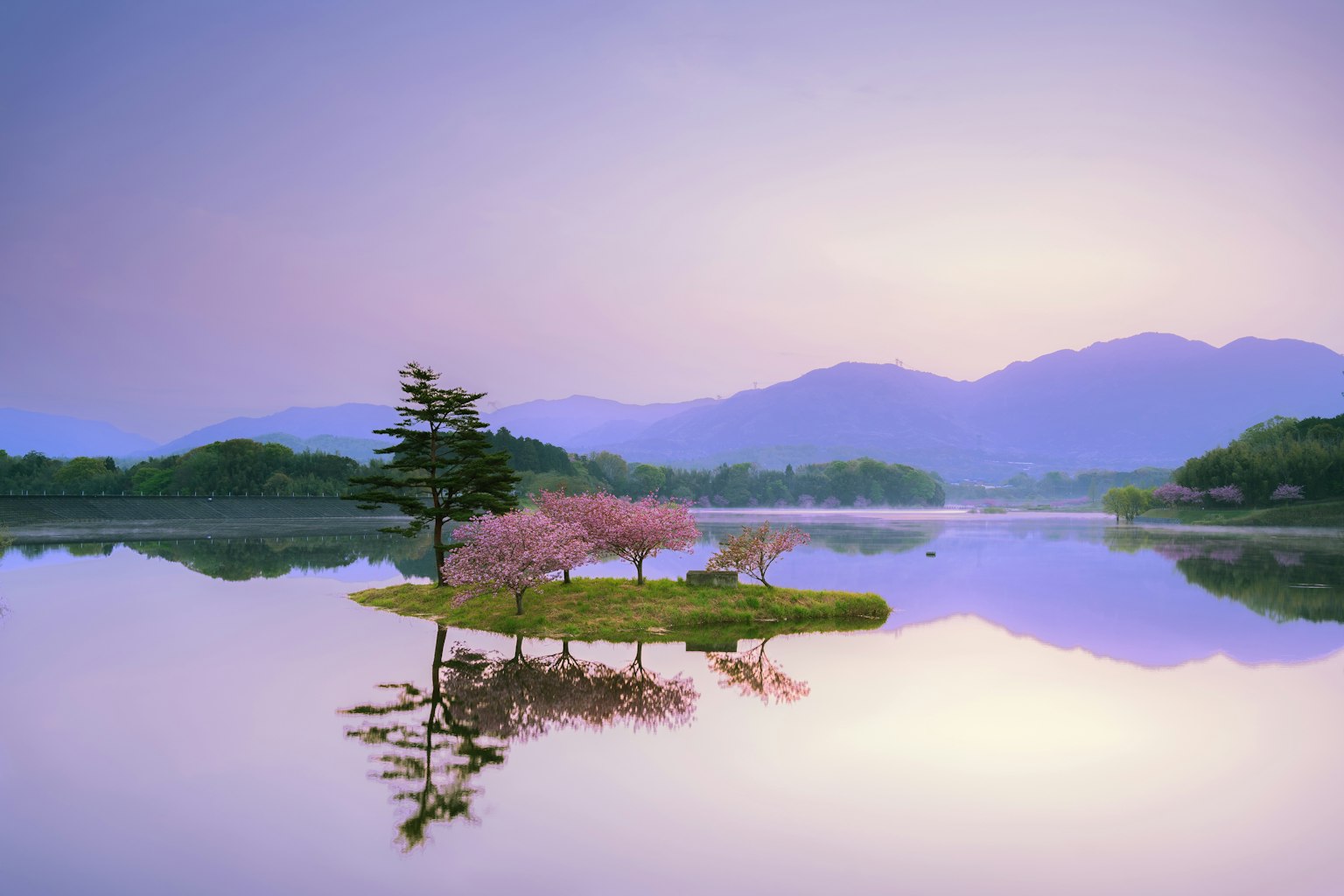 고요한 호수의 섬에 있는 벚꽃 나무의 경치