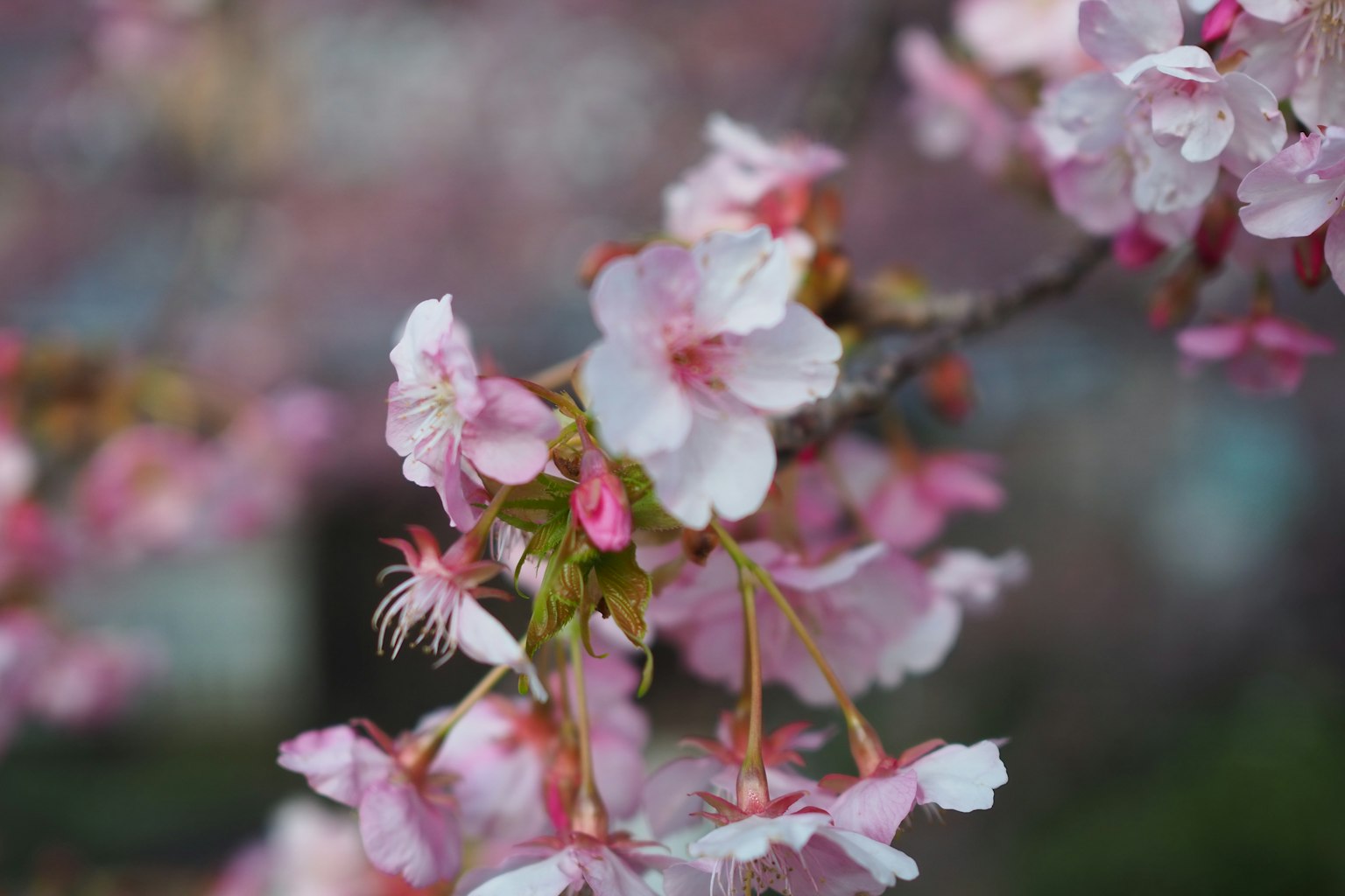 樱花盛开的特写