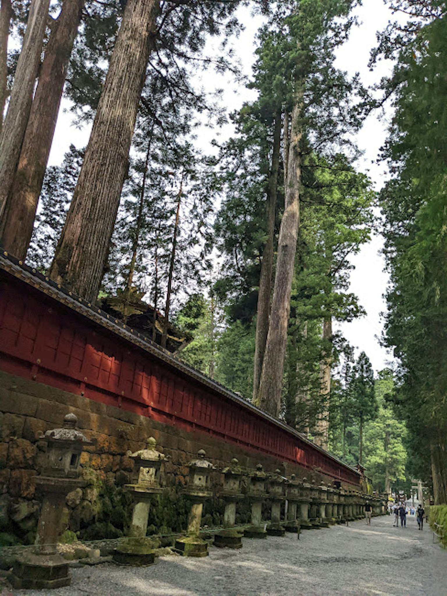 Pathway lined with stone lanterns and towering cedar trees alongside a red wall