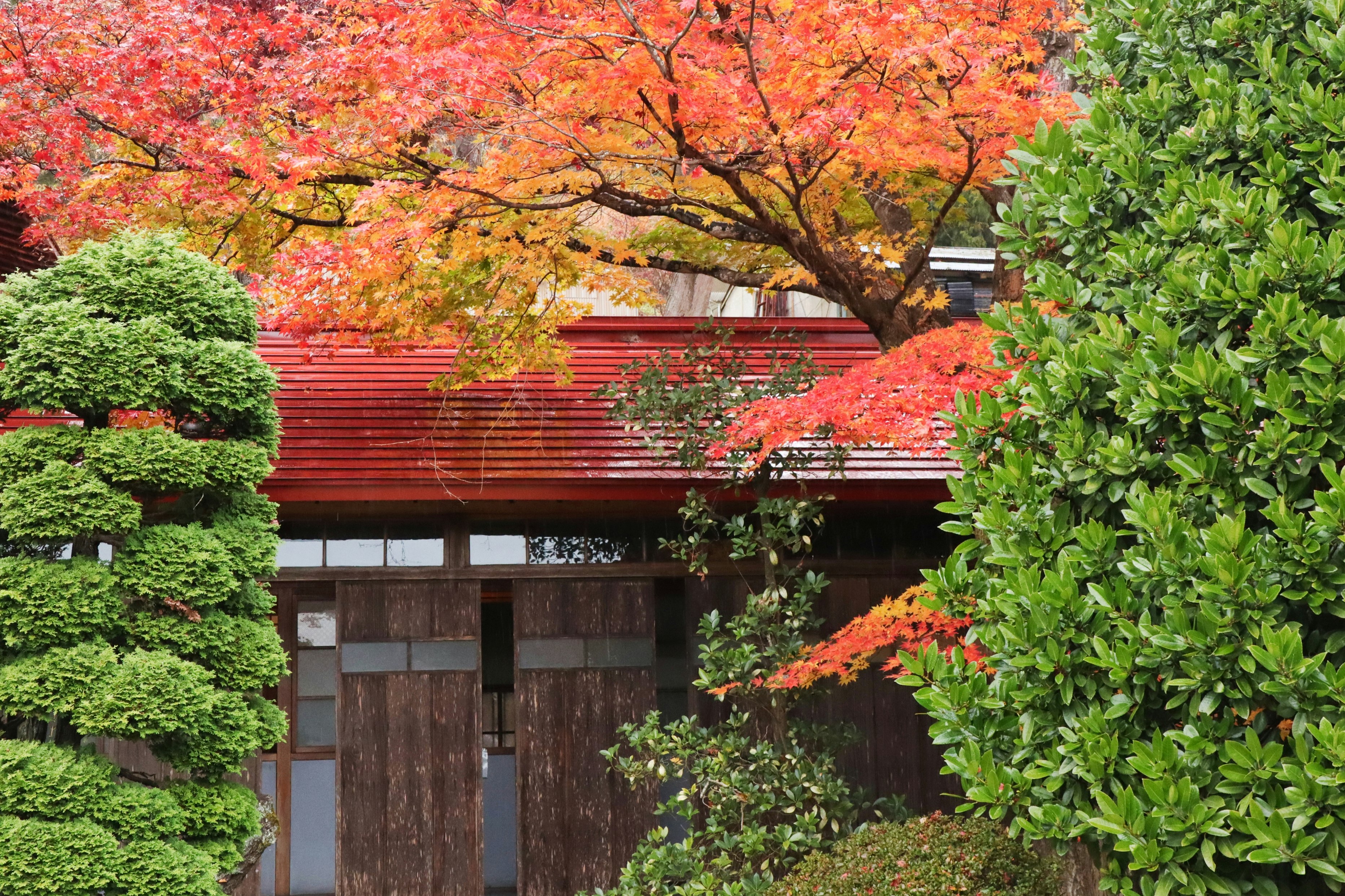 紅葉の木々に囲まれた和風の門と塀のある庭園