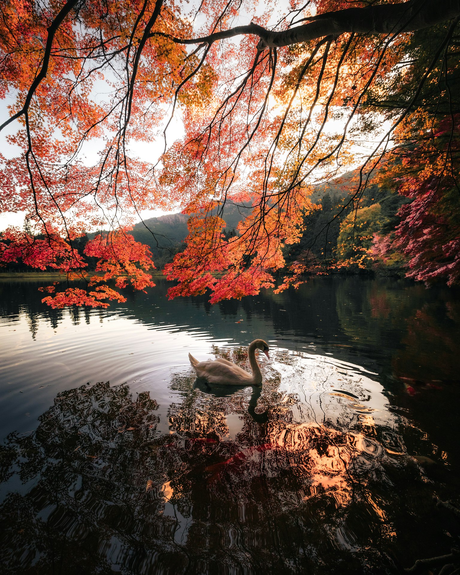 Ein Schwan schwimmt in einem ruhigen See, umgeben von lebhaften Herbstblättern