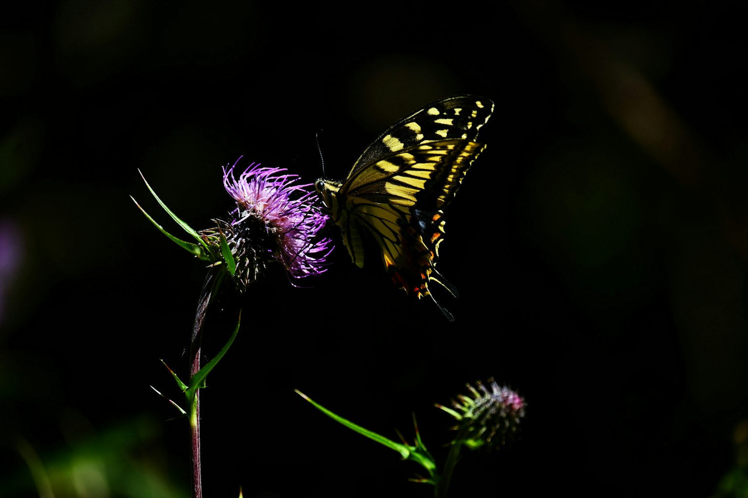 Ein gelb-schwarzer Schmetterling sitzt auf einer lila Blume vor dunklem Hintergrund