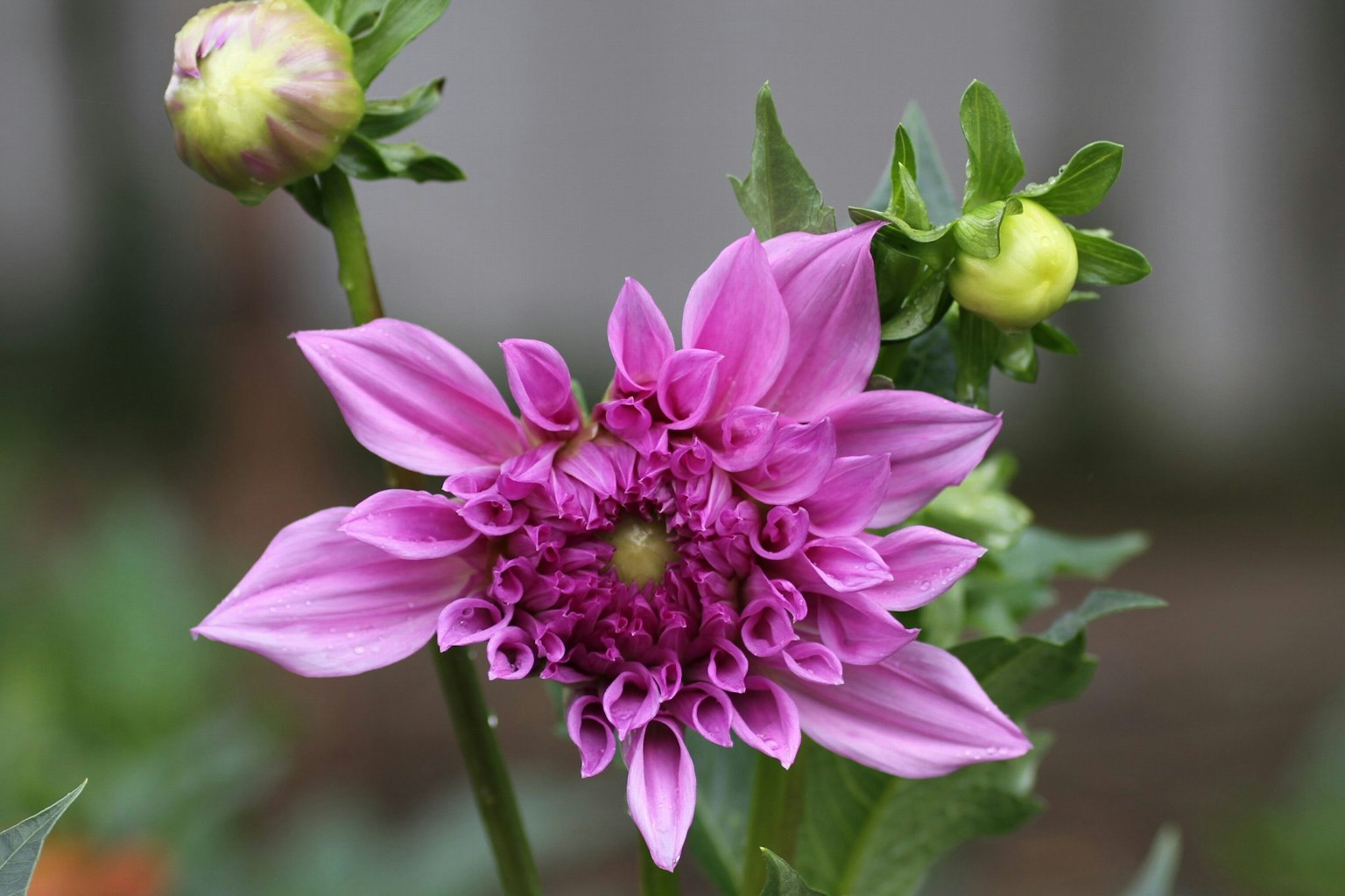 Leuchtend rosa Dahlienblüte mit Knospen in einem Garten