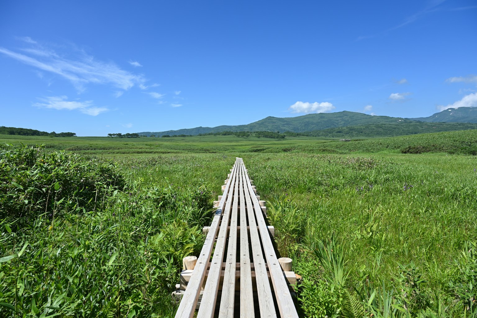 Camino de madera que atraviesa un prado verde bajo un cielo azul