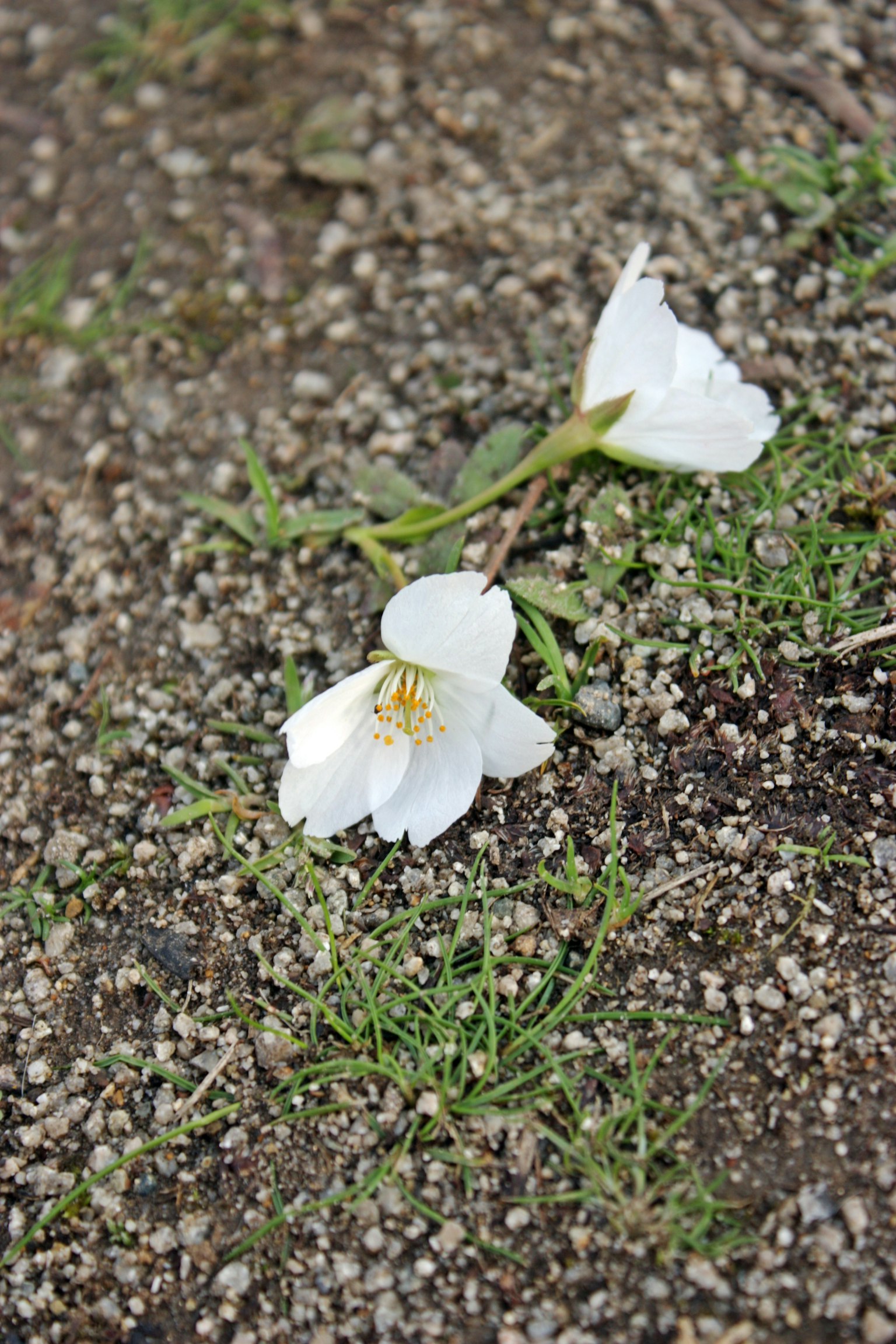 兩朵白花在沙礫地面上與綠色草坪