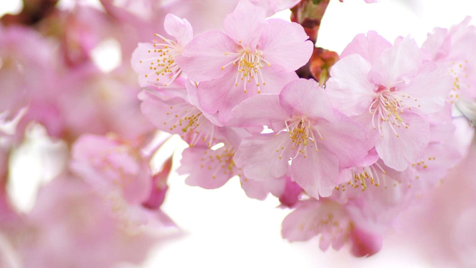 樱花特写粉色花瓣和白色背景