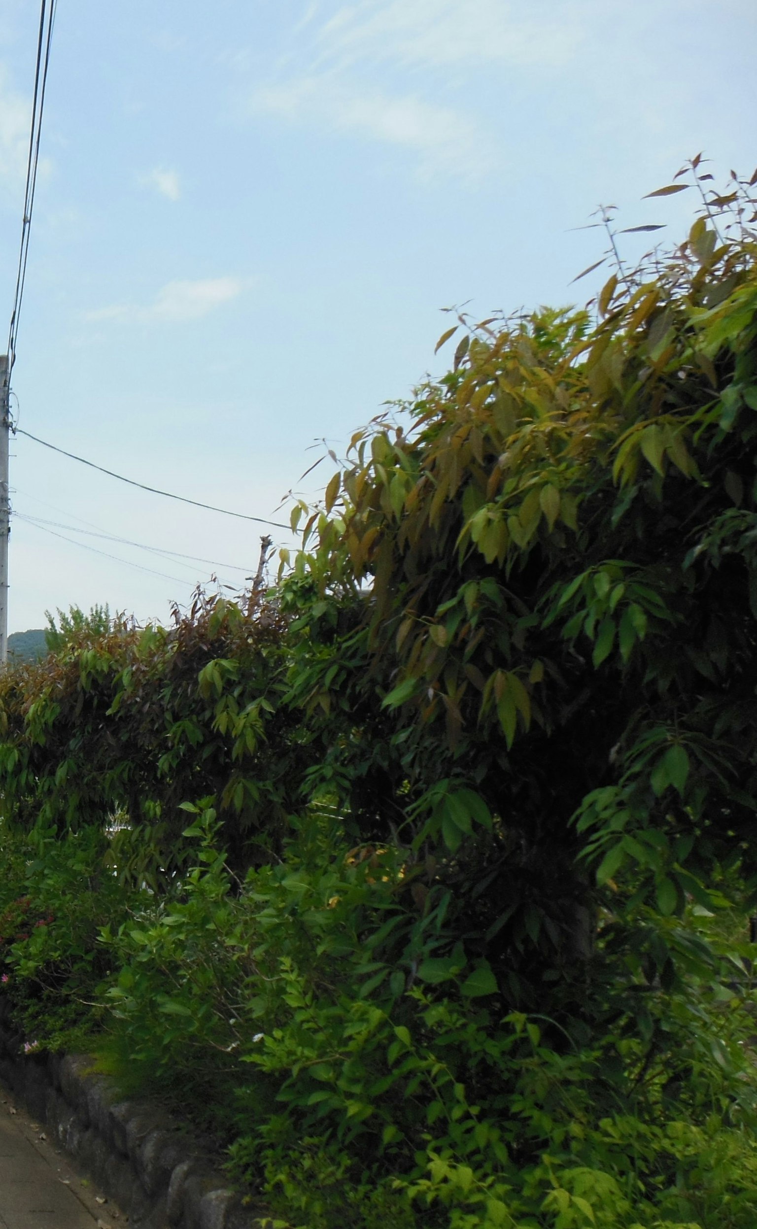 Plantes vertes luxuriantes et feuilles sous un ciel bleu