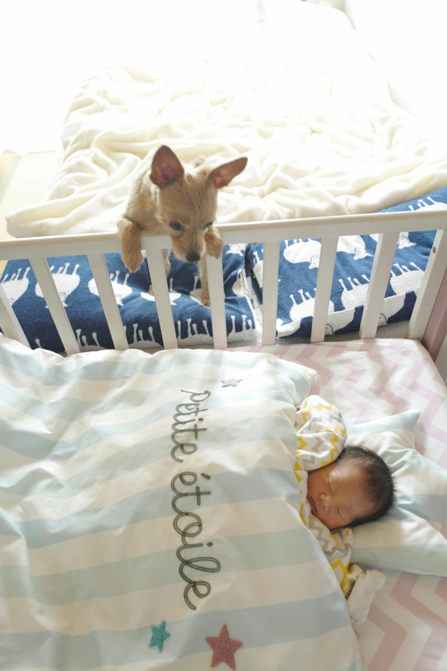 Un chien surveillant un bébé endormi dans un berceau