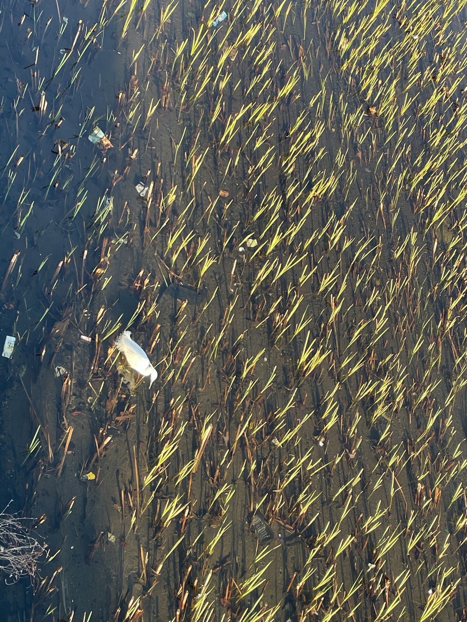 水面上绿植和漂浮物的鸟瞰图
