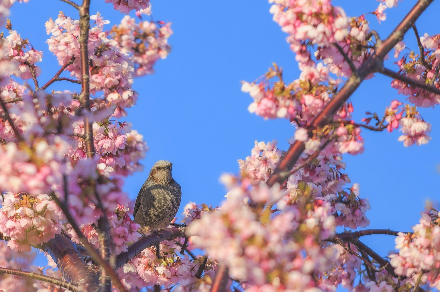 Un uccello appollaiato tra i fiori di ciliegio con un cielo blu brillante sullo sfondo che mostra una bella scena primaverile