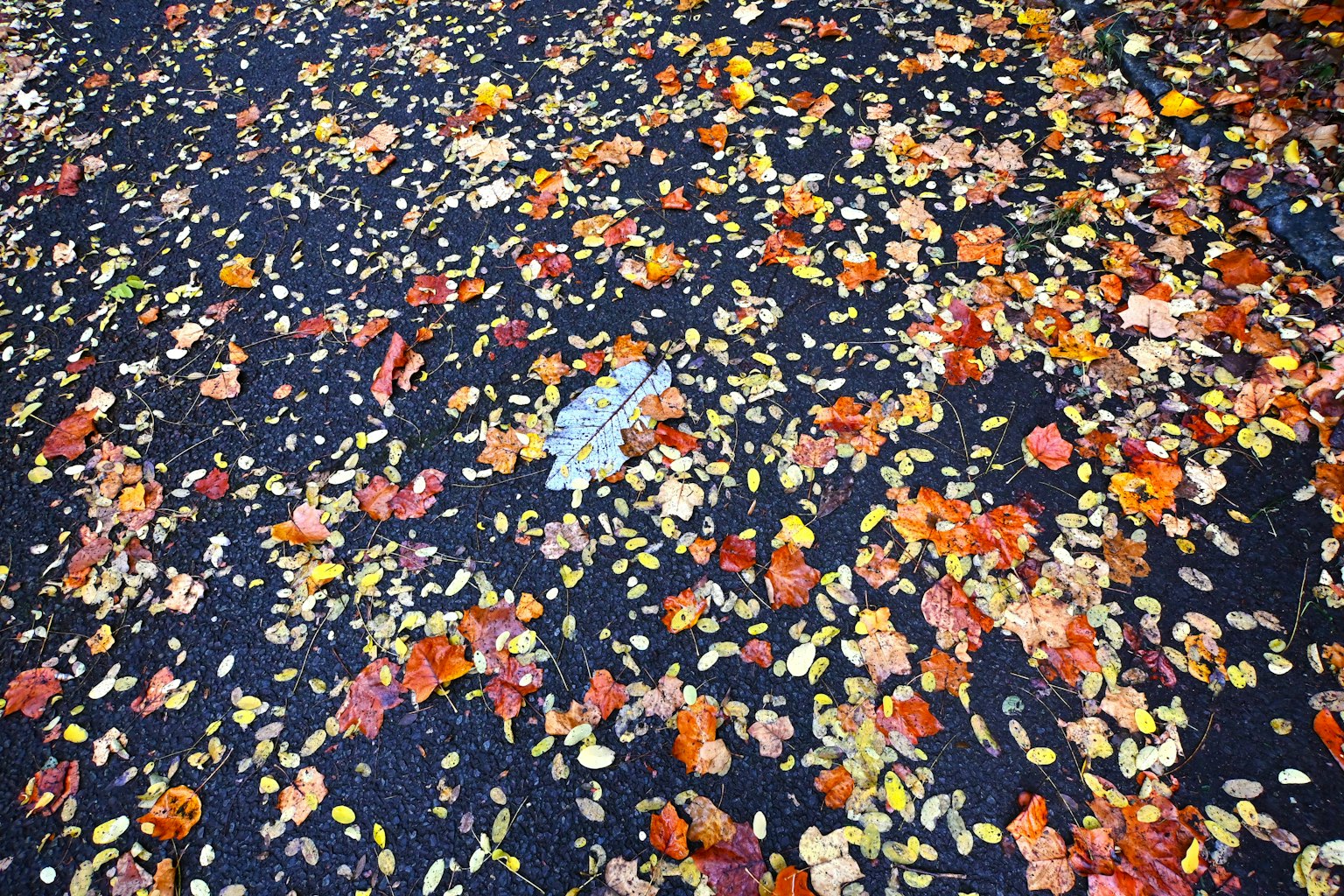 Foglie autunnali colorate sparse sul terreno