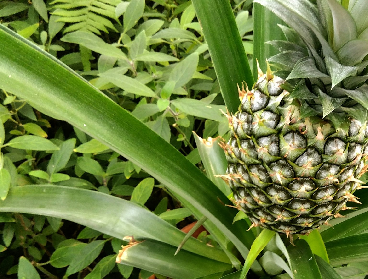 Primo piano di un frutto di ananas circondato da foglie verdi