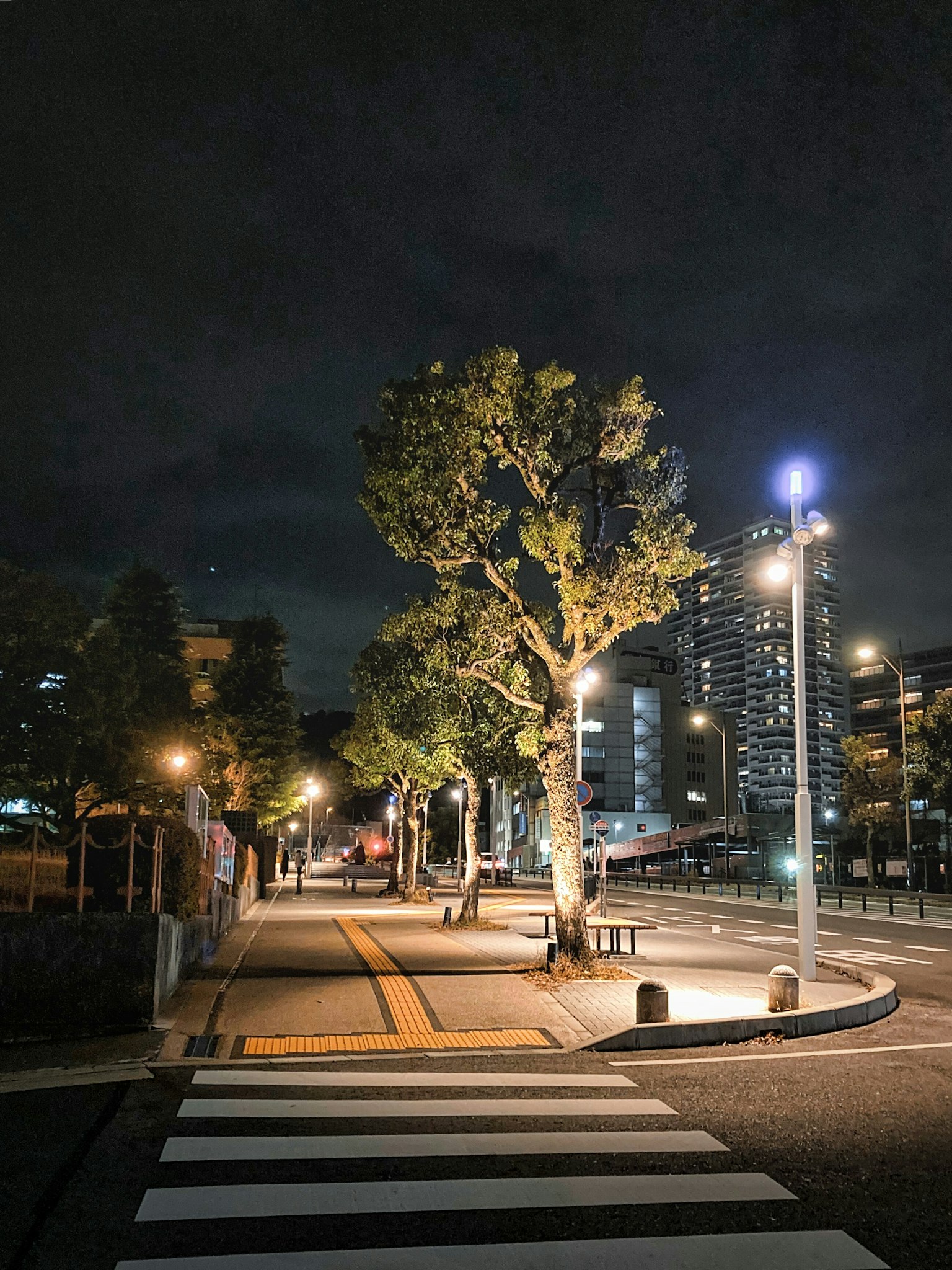 Pohon besar dan lampu jalan di pemandangan kota malam hari
