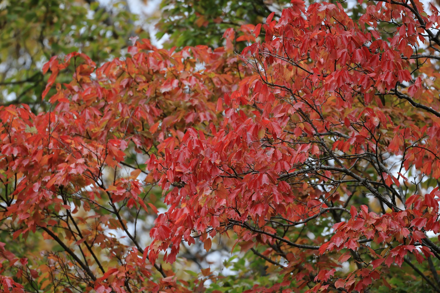 Gros plan sur des feuilles rouges vibrantes sur des branches d'arbre