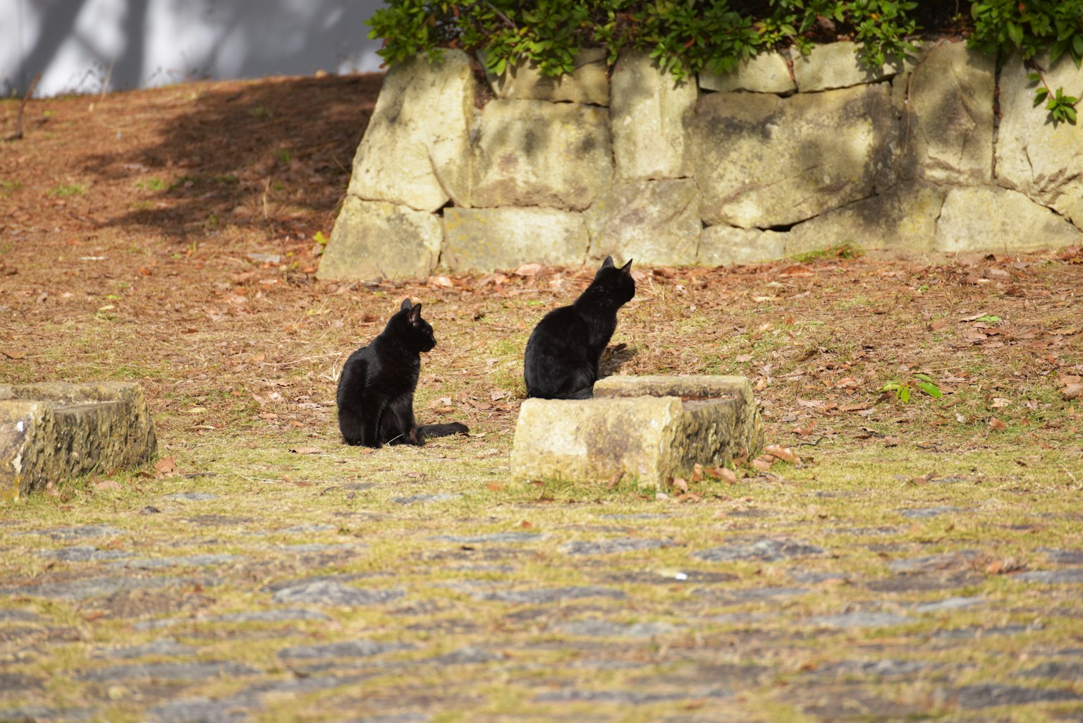 Deux chats noirs assis sur des blocs de pierre dans un parc