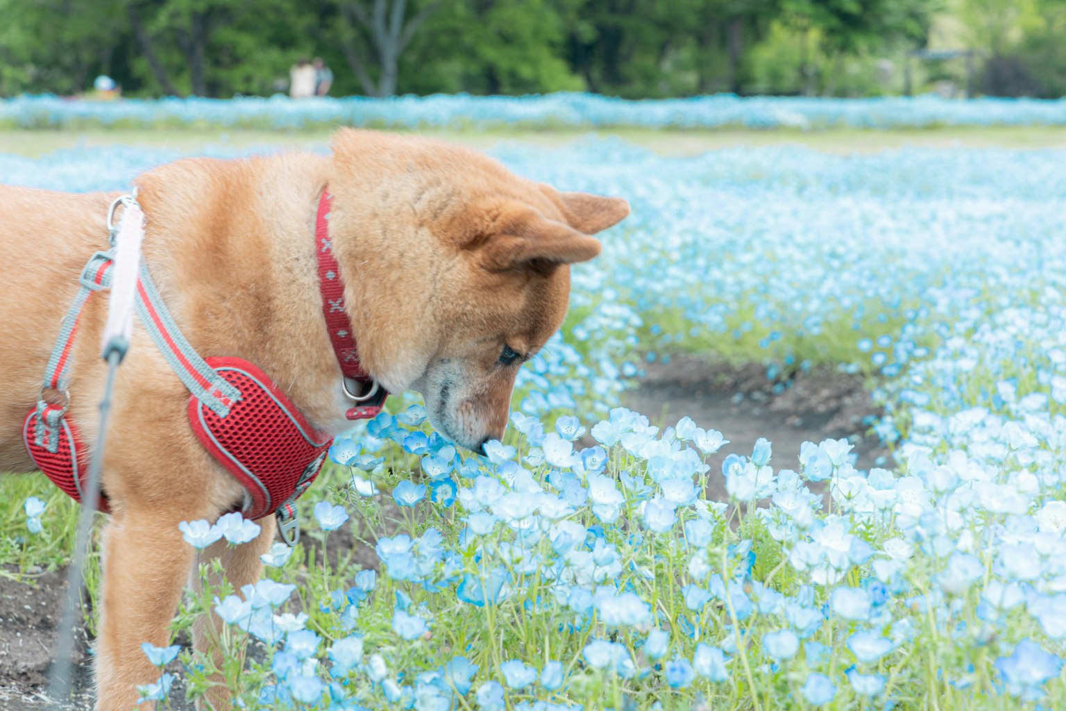 A dog sniffing flowers in a field of blue blooms