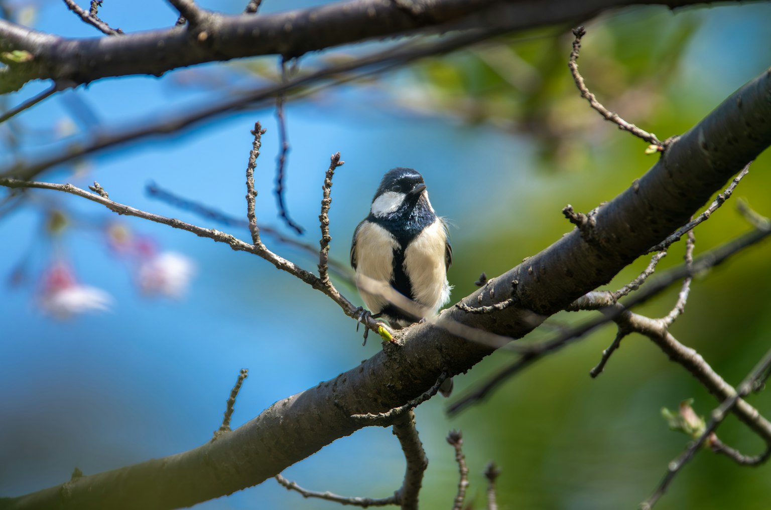A small bird perched on a branch under a blue sky