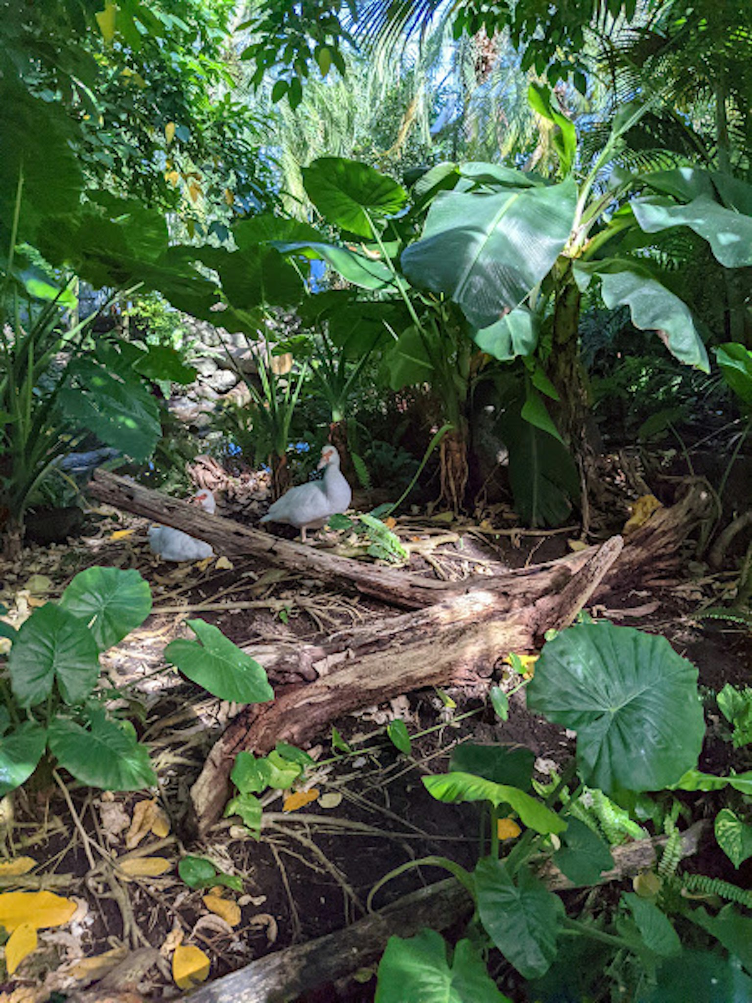 Lush greenery with large leaves and a couple of doves in a natural setting
