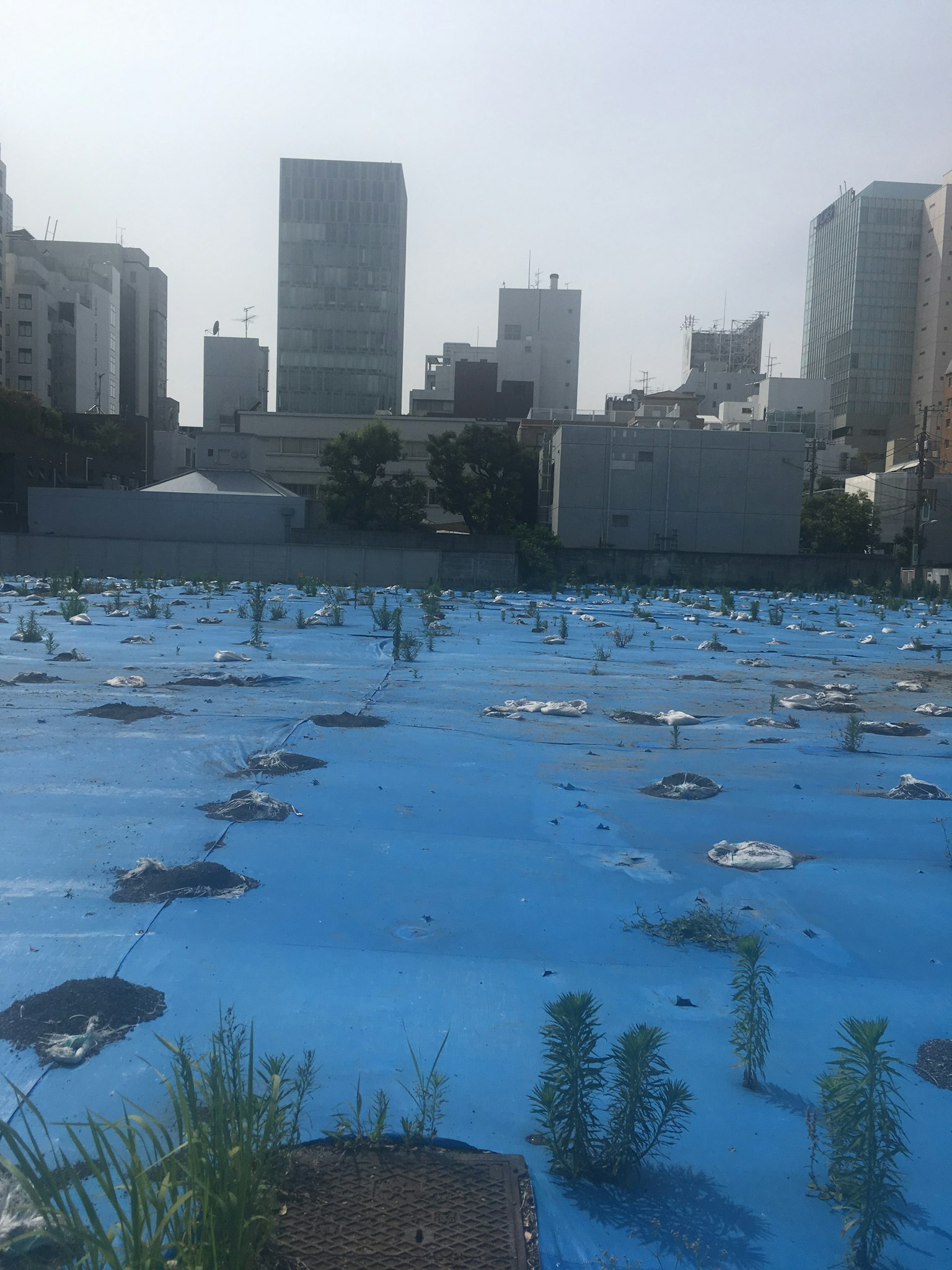 Pemandangan dengan terpal biru menutupi tanah dan tanaman tumbuh