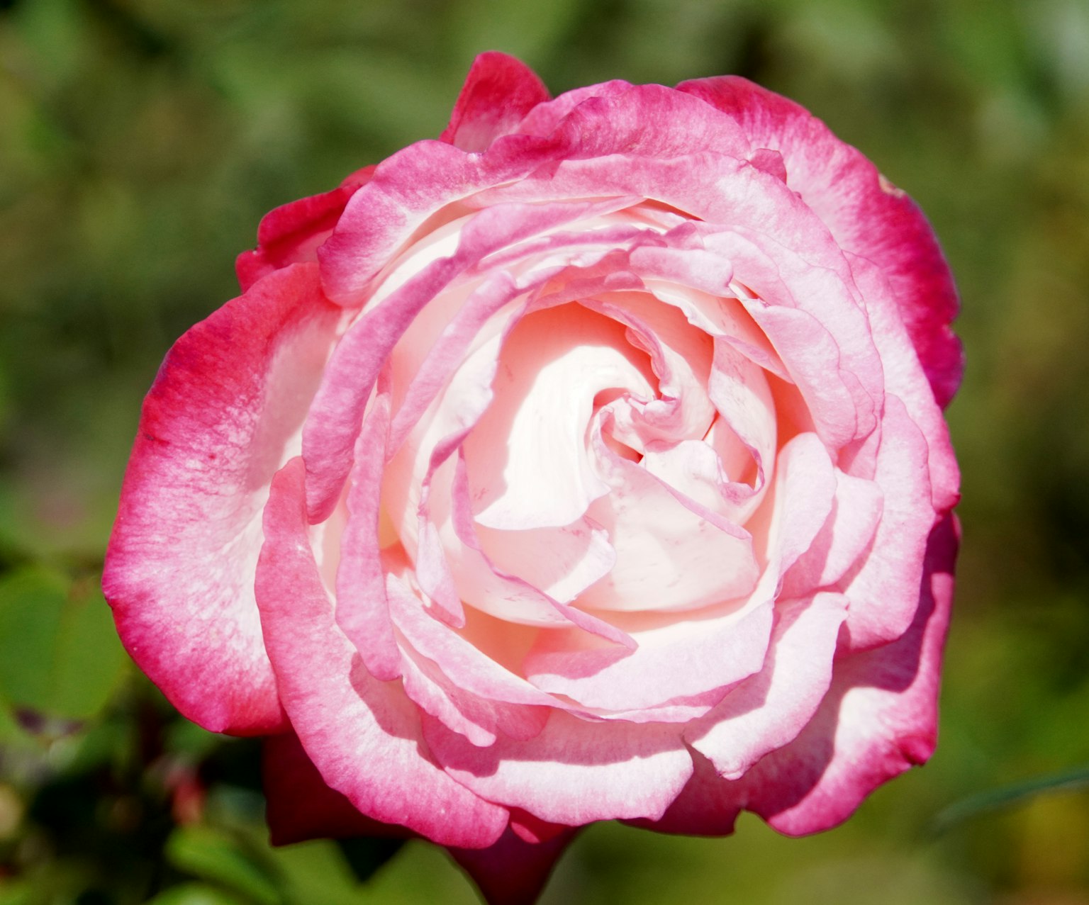 photo-uj089RjbZkuWOrt1Ch3l-image
