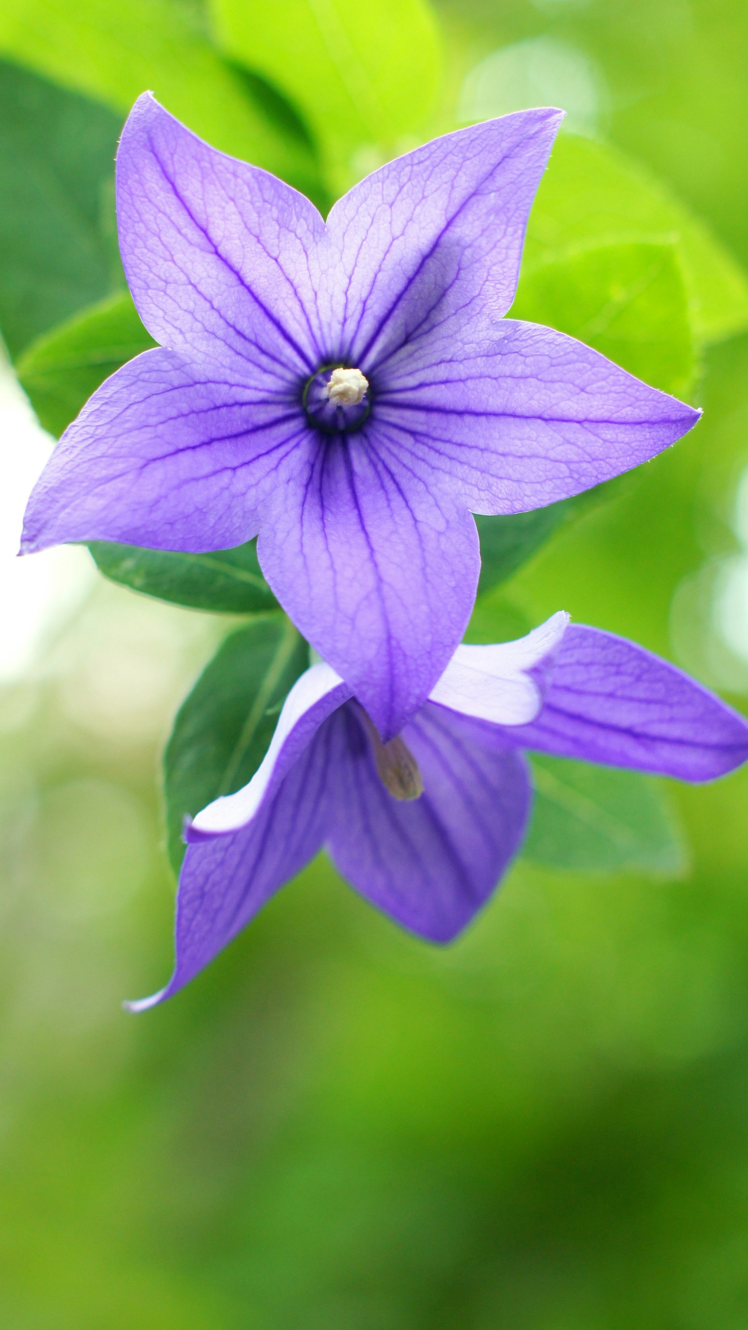 Une fleur violette vive fleurissant parmi des feuilles vertes