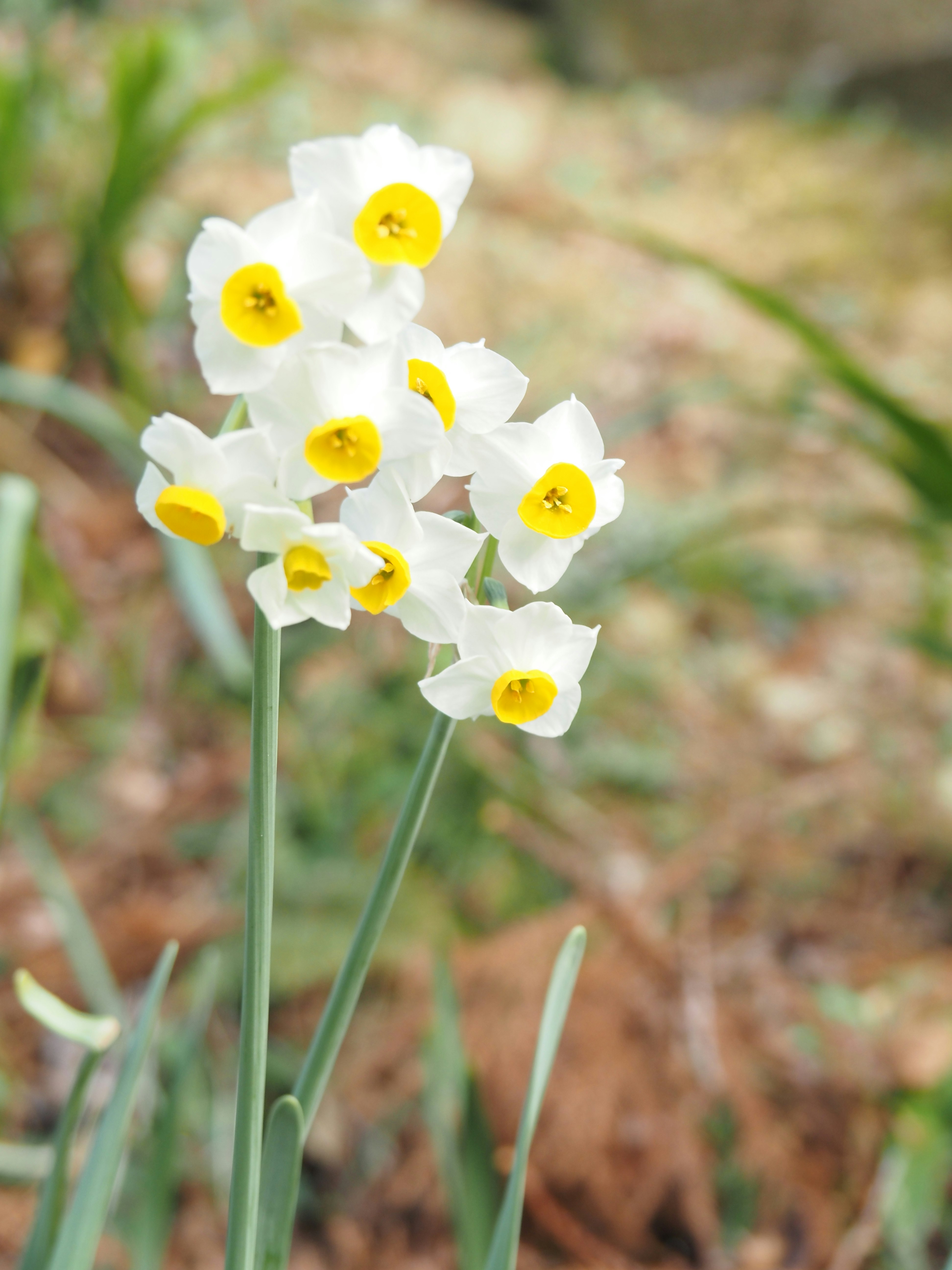Weiße Narzissen blühen auf einer Gartenwiese