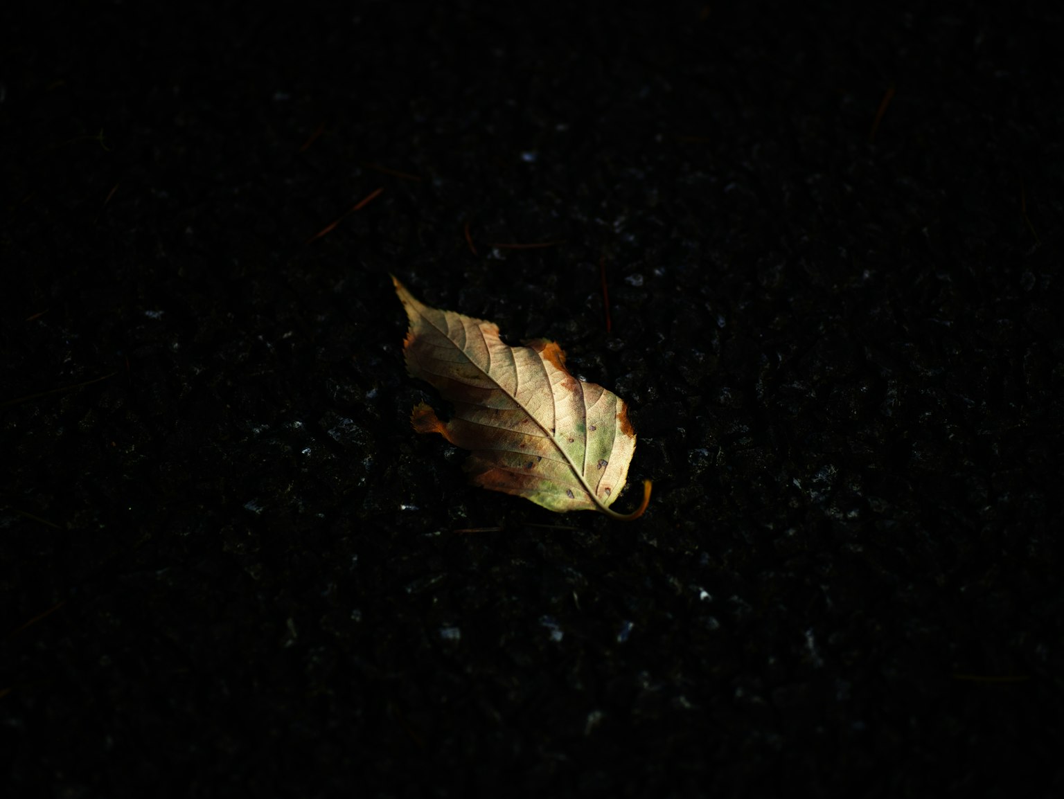 Una sola hoja sobre una superficie oscura