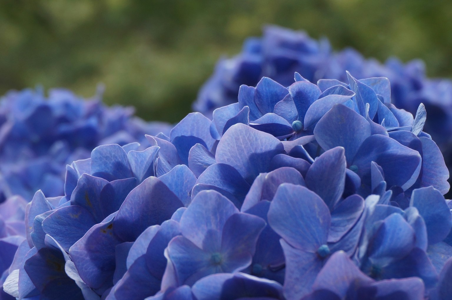Nahaufnahme von blauen Hortensienblüten