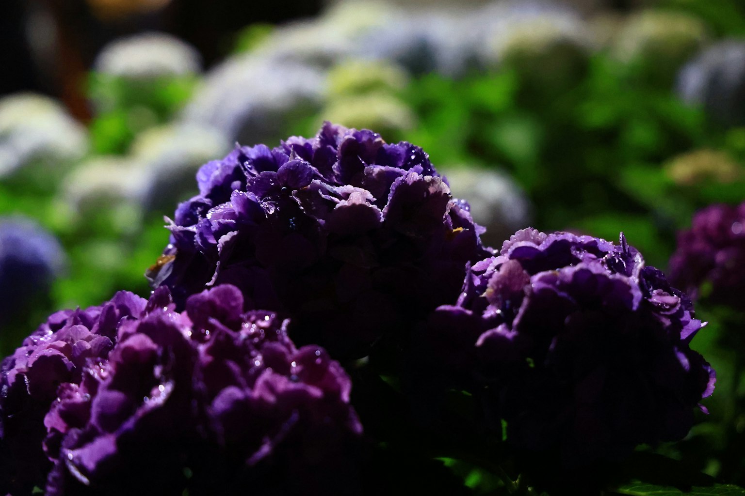 Cận cảnh hoa tím rực rỡ với hoa màu nhẹ ở nền