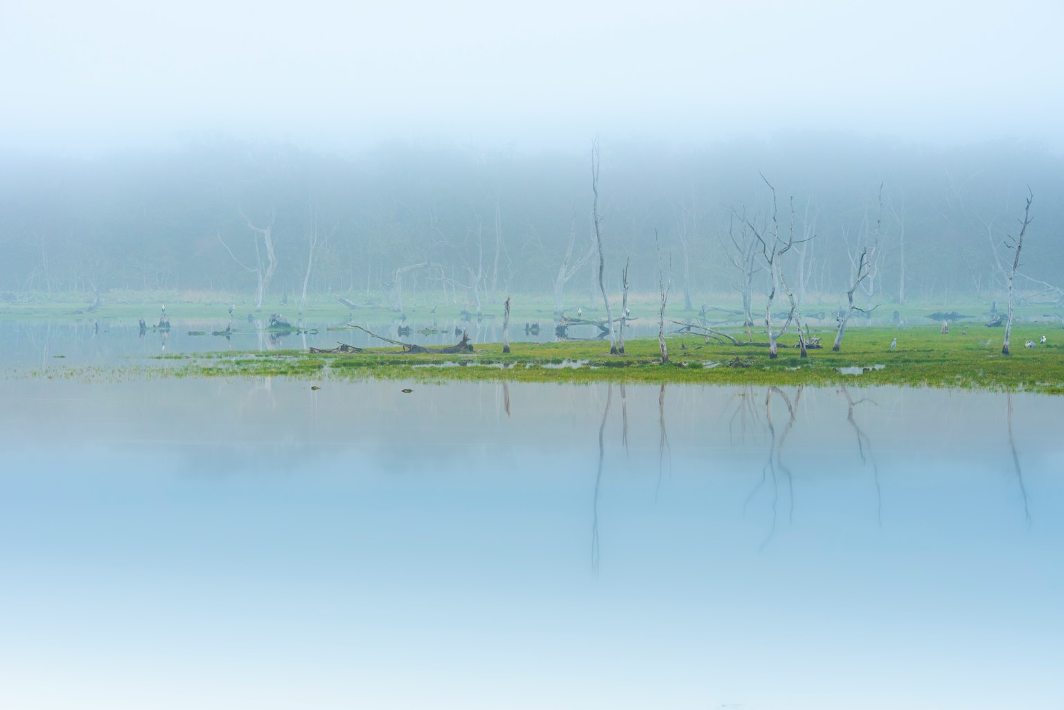 Paysage de lac serein enveloppé dans la brume reflets des arbres et herbe verte sur la surface de l'eau