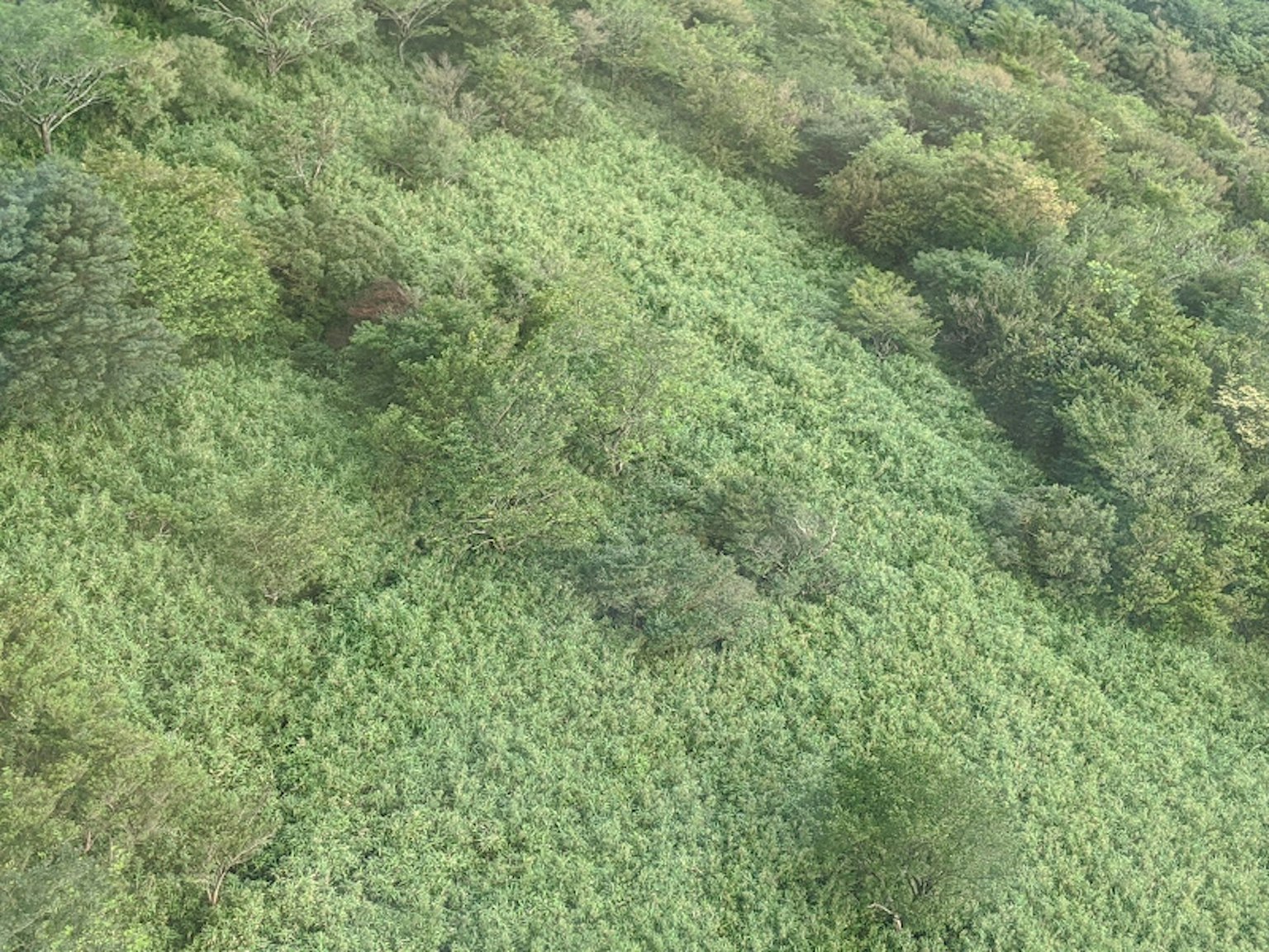 Vista aérea de un bosque verde y frondoso con varias tonalidades de vegetación