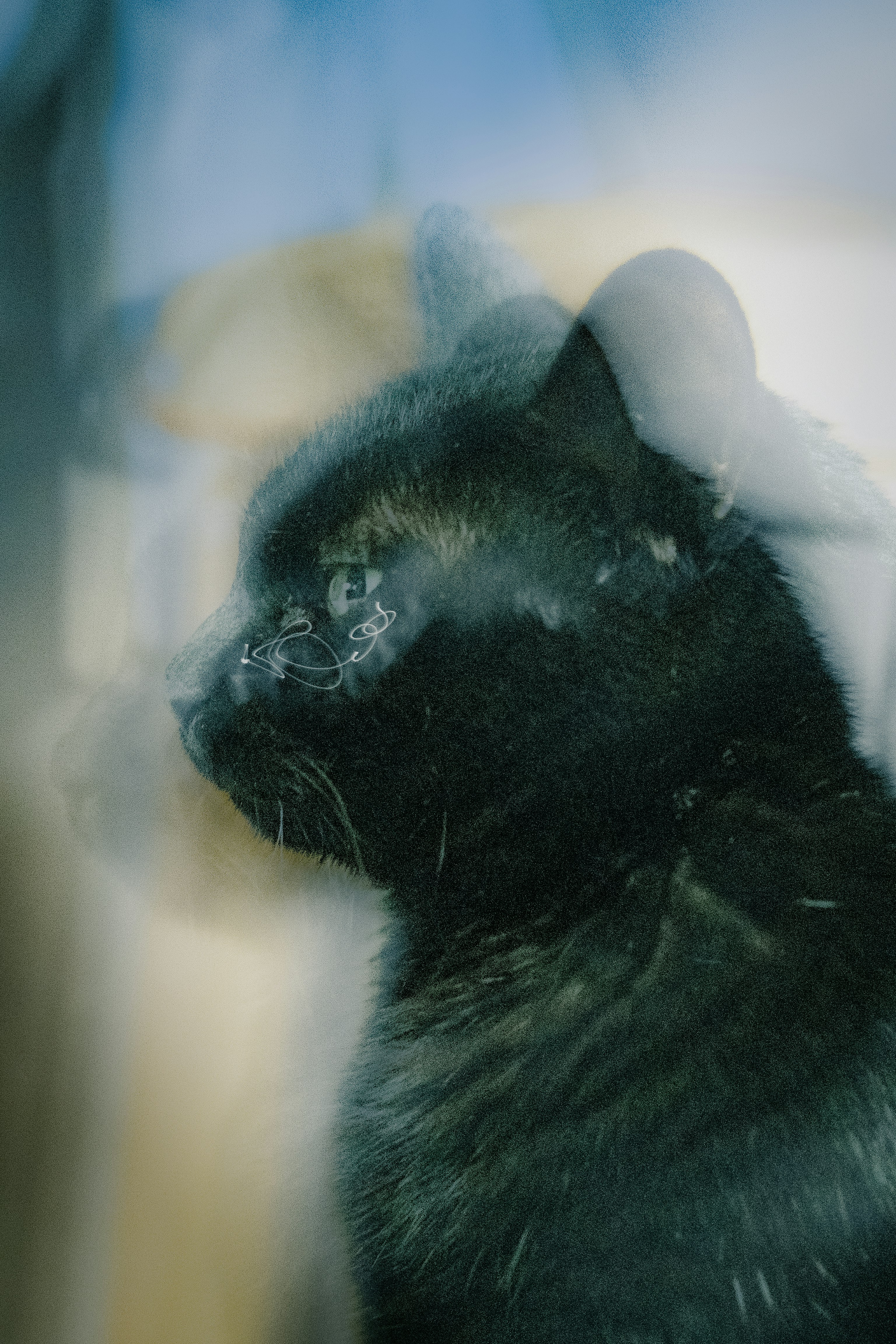 profilo laterale di un gatto nero che guarda attraverso il riflesso di una finestra
