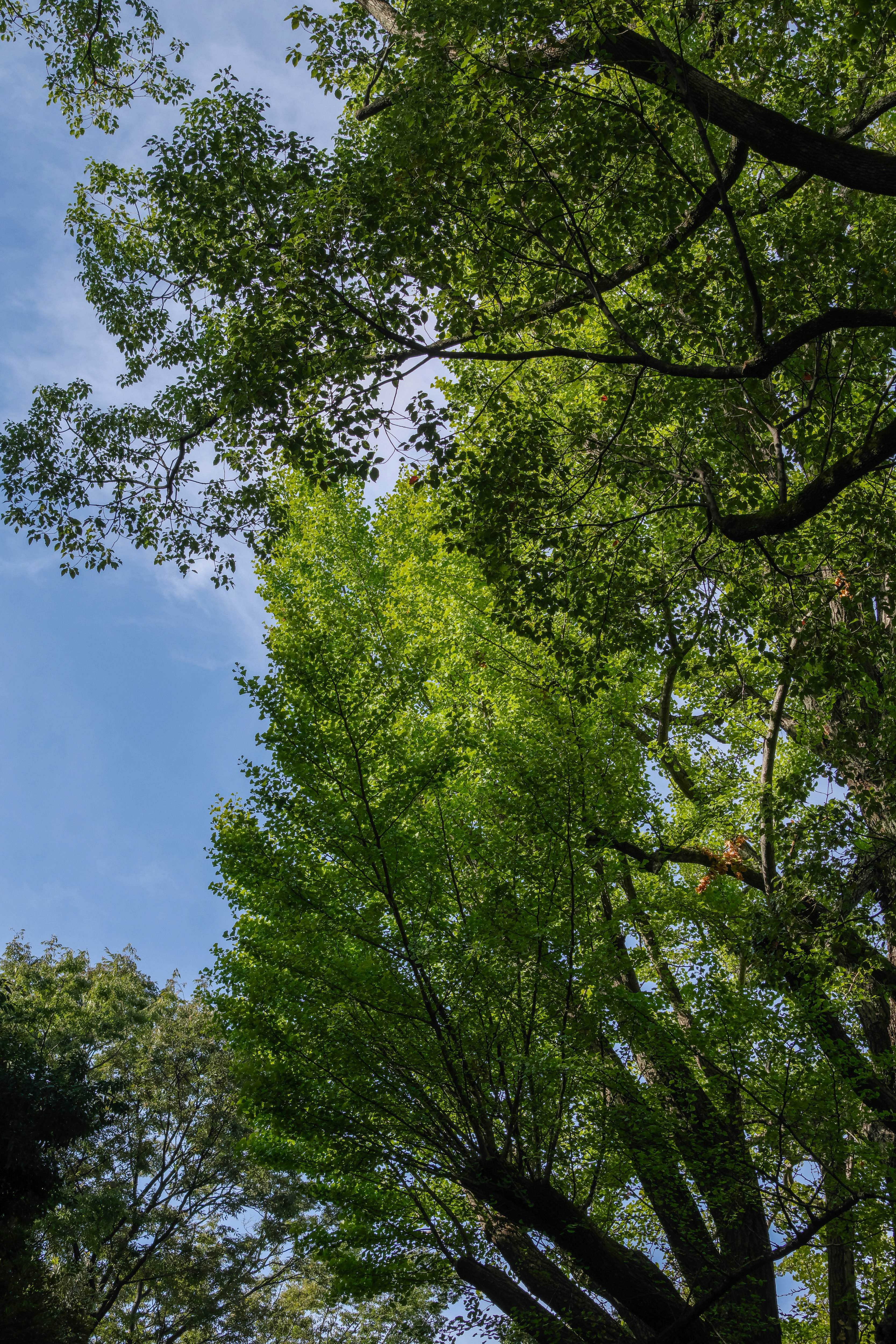 青空と楠木の枝葉が広がる風景