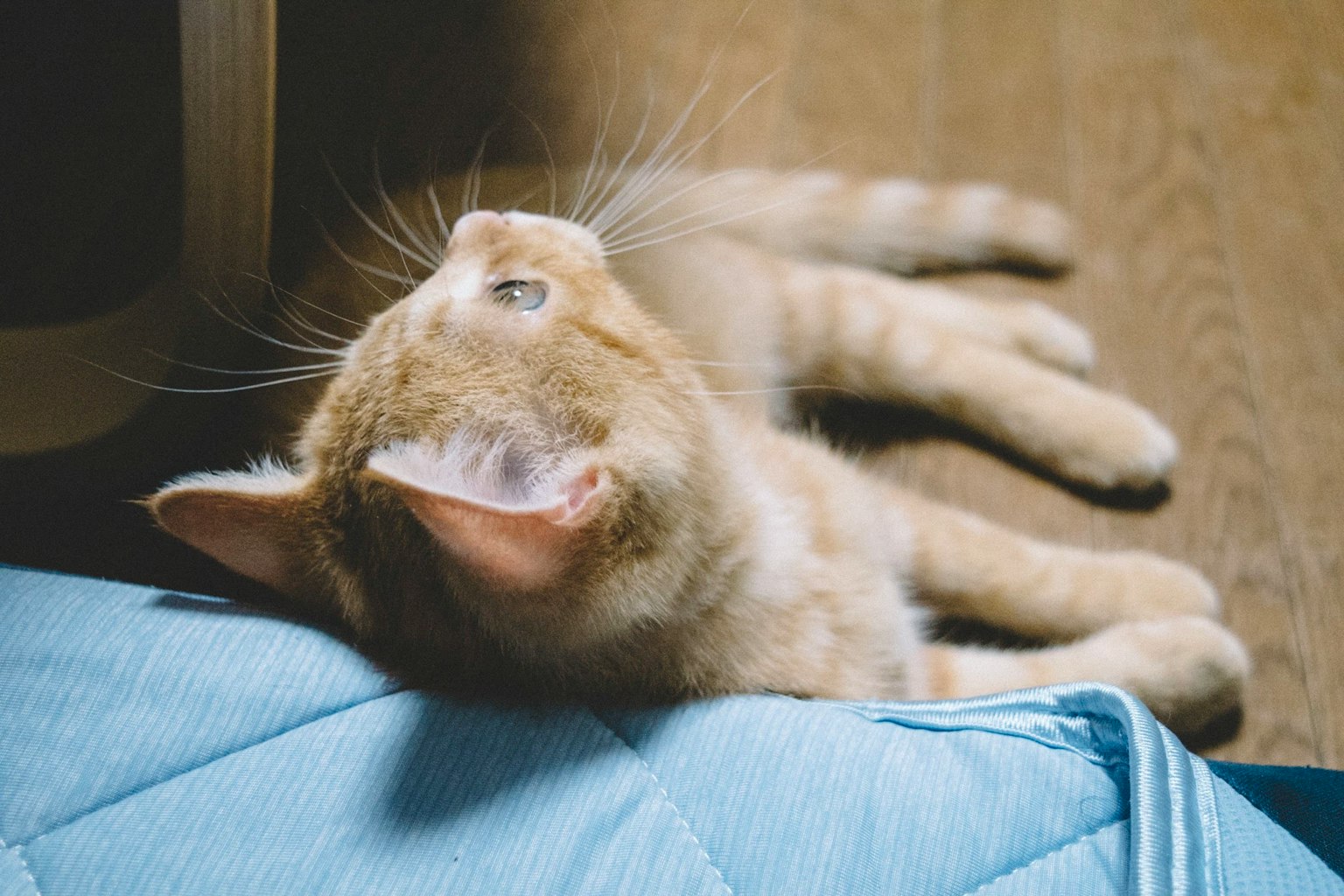 橙色猫躺在地板上，姿势放松