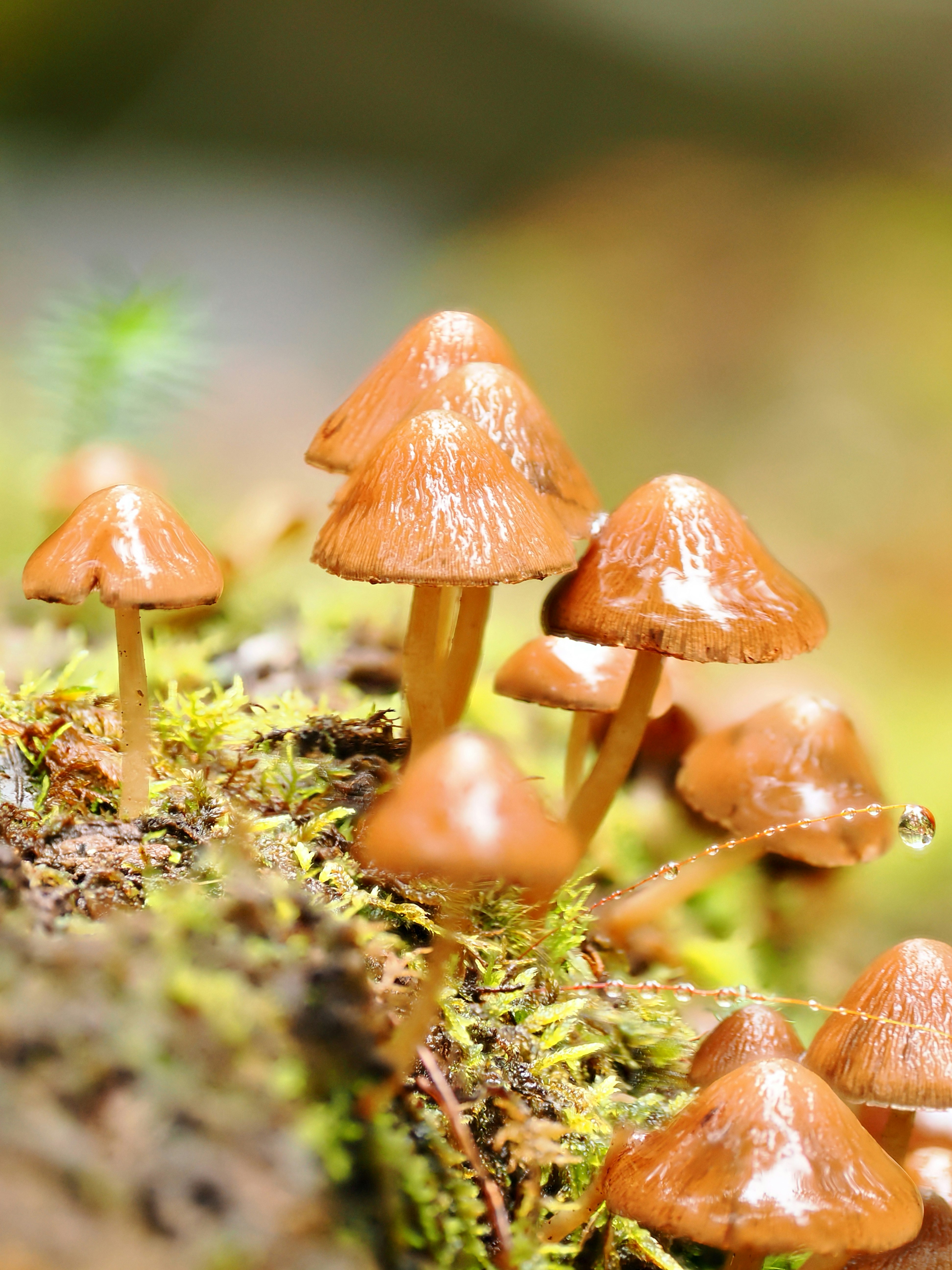 small mushrooms on moss