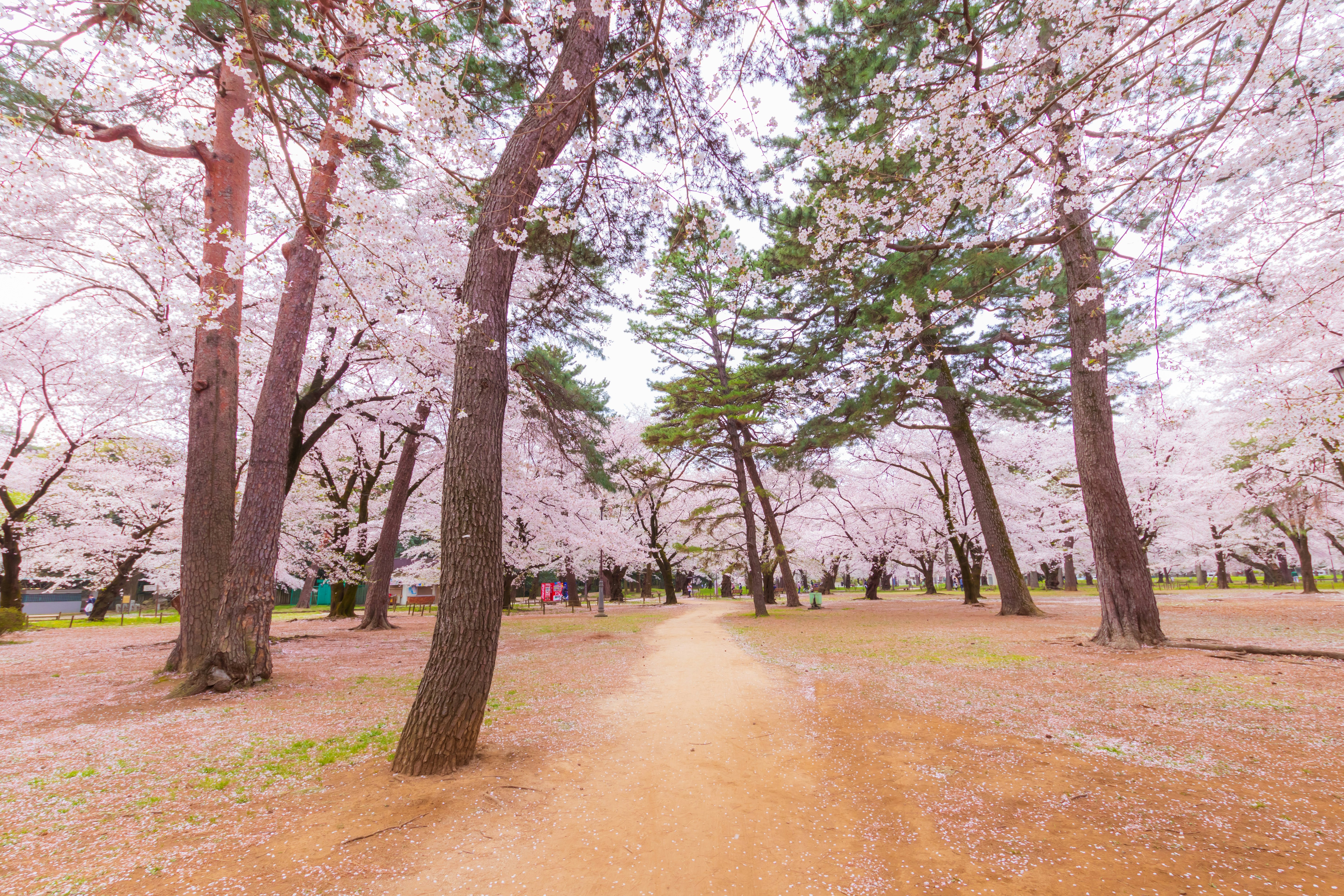 大宮公園の桜並木と春の遊歩道