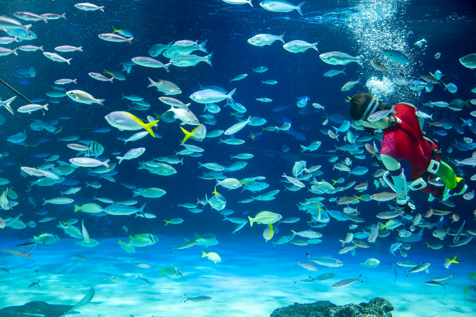 Un subacqueo in un costume rosso circondato da vari pesci in acqua blu